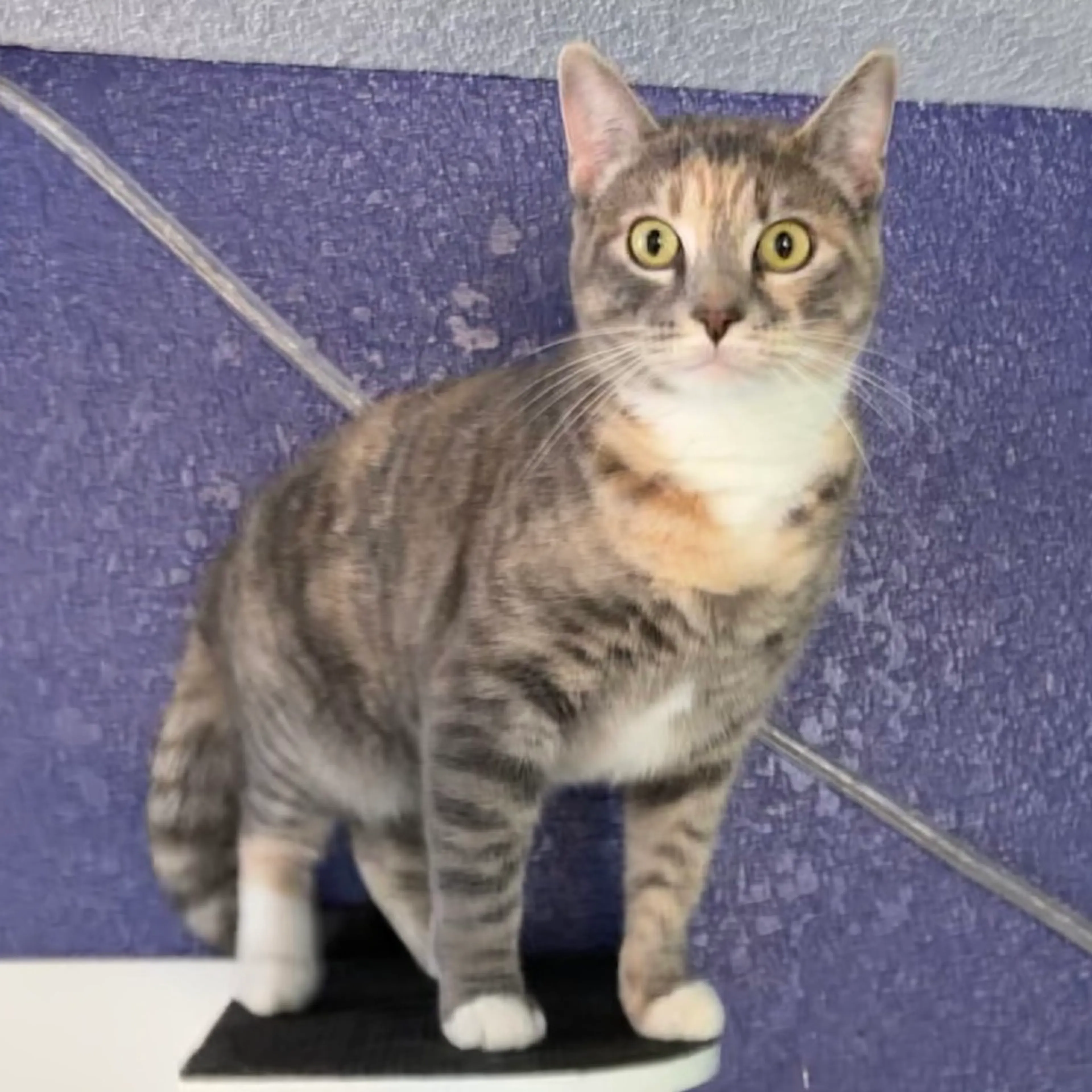 Found pet-0