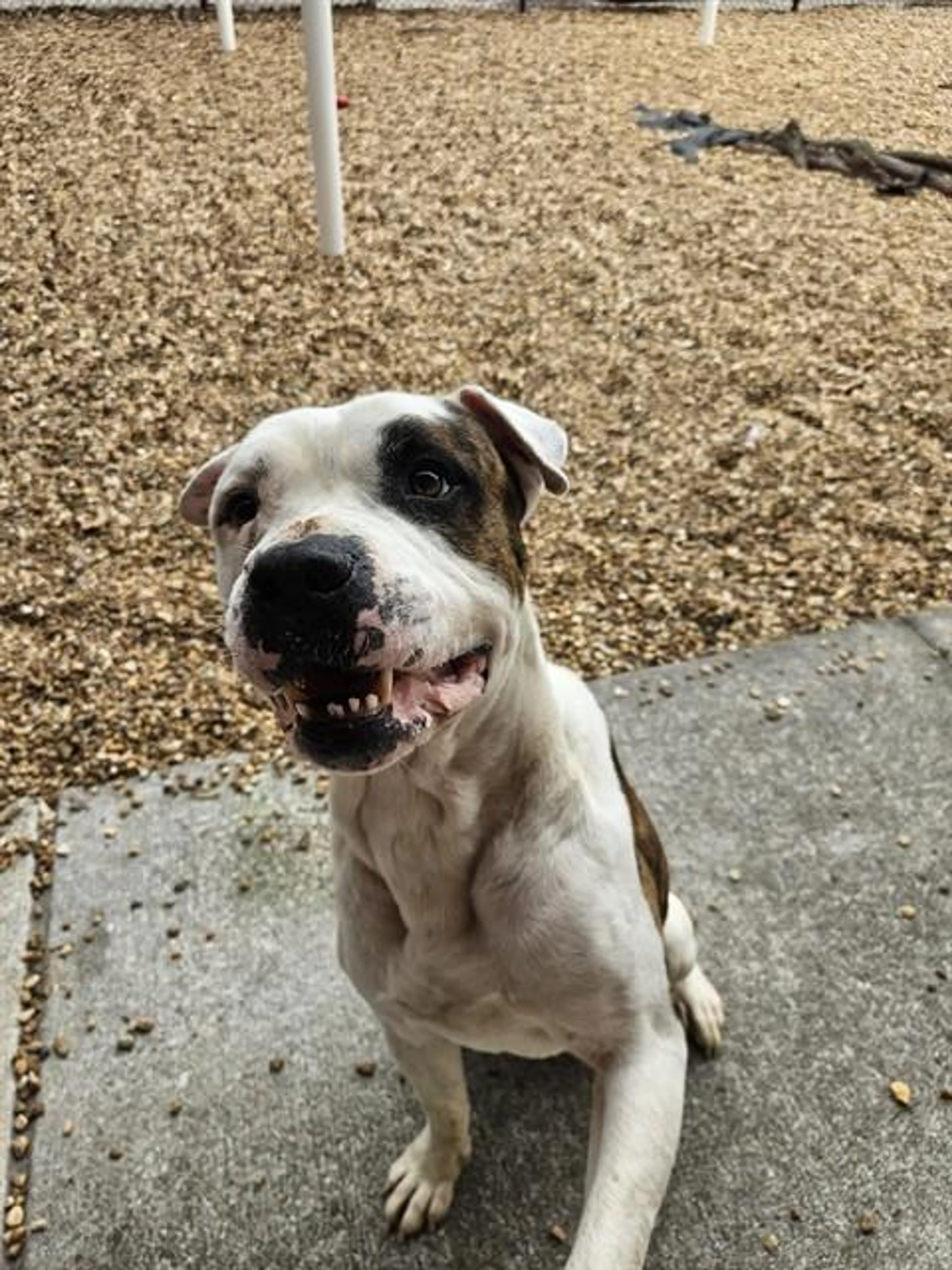 Found pet