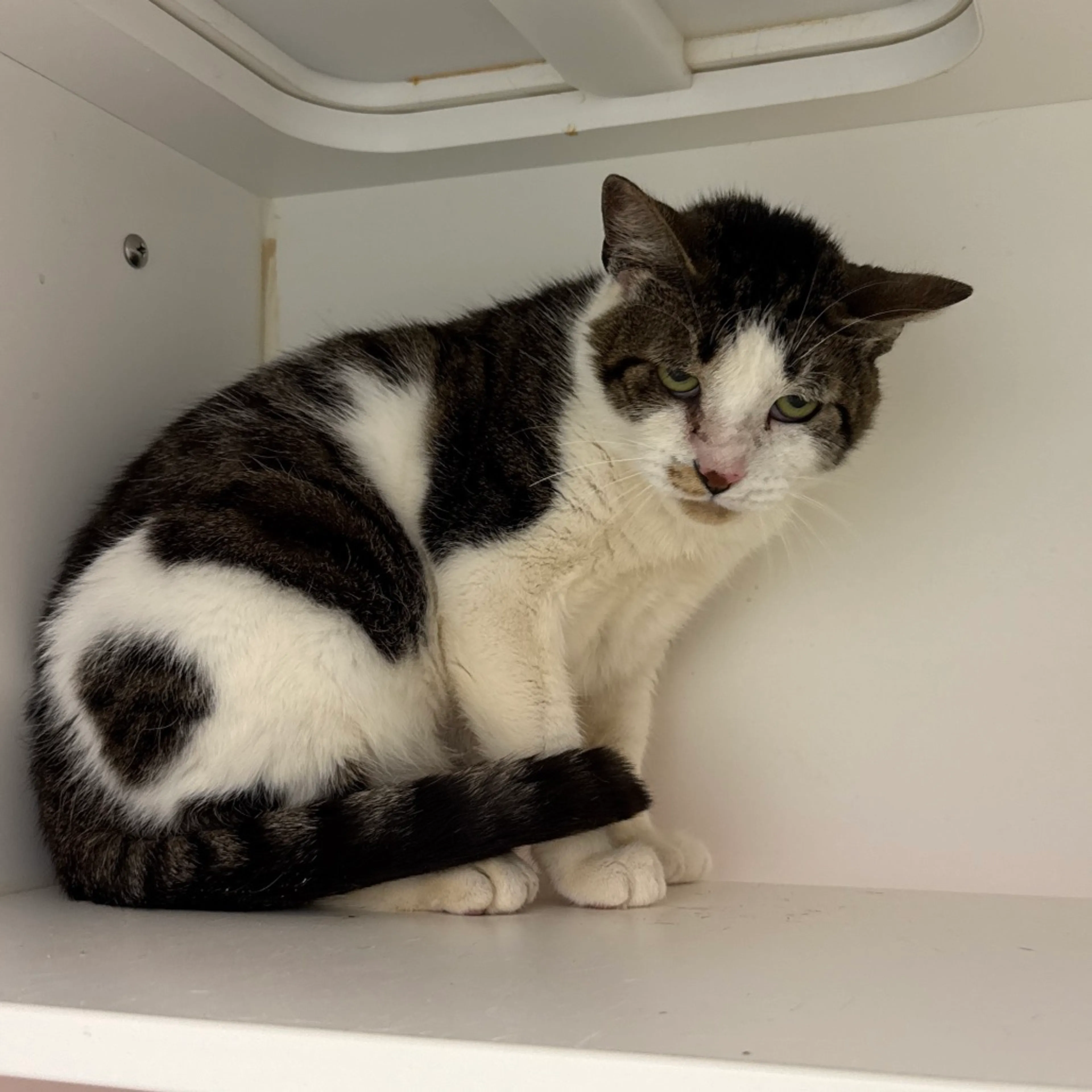 Found pet-5