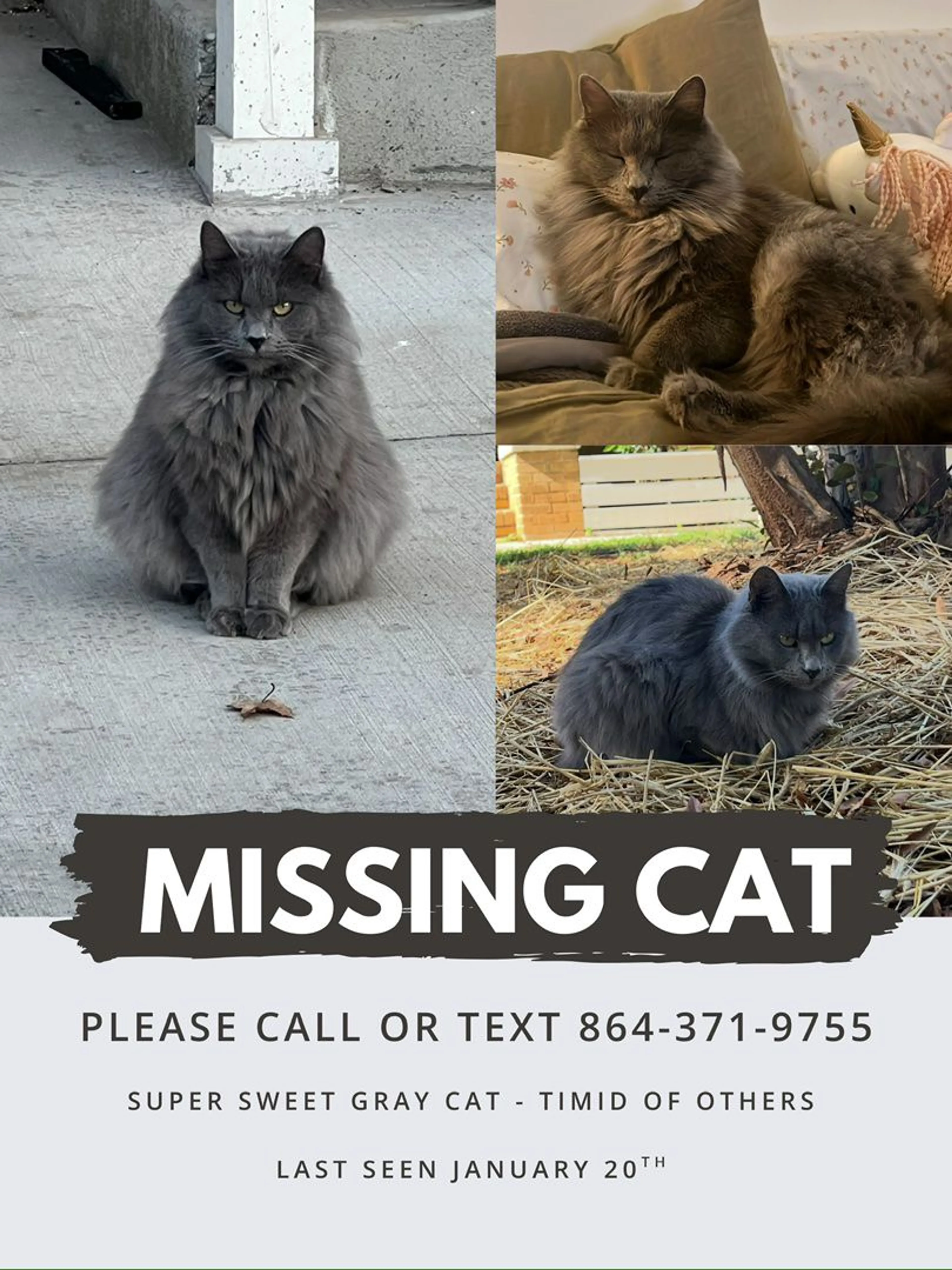 Lost pet