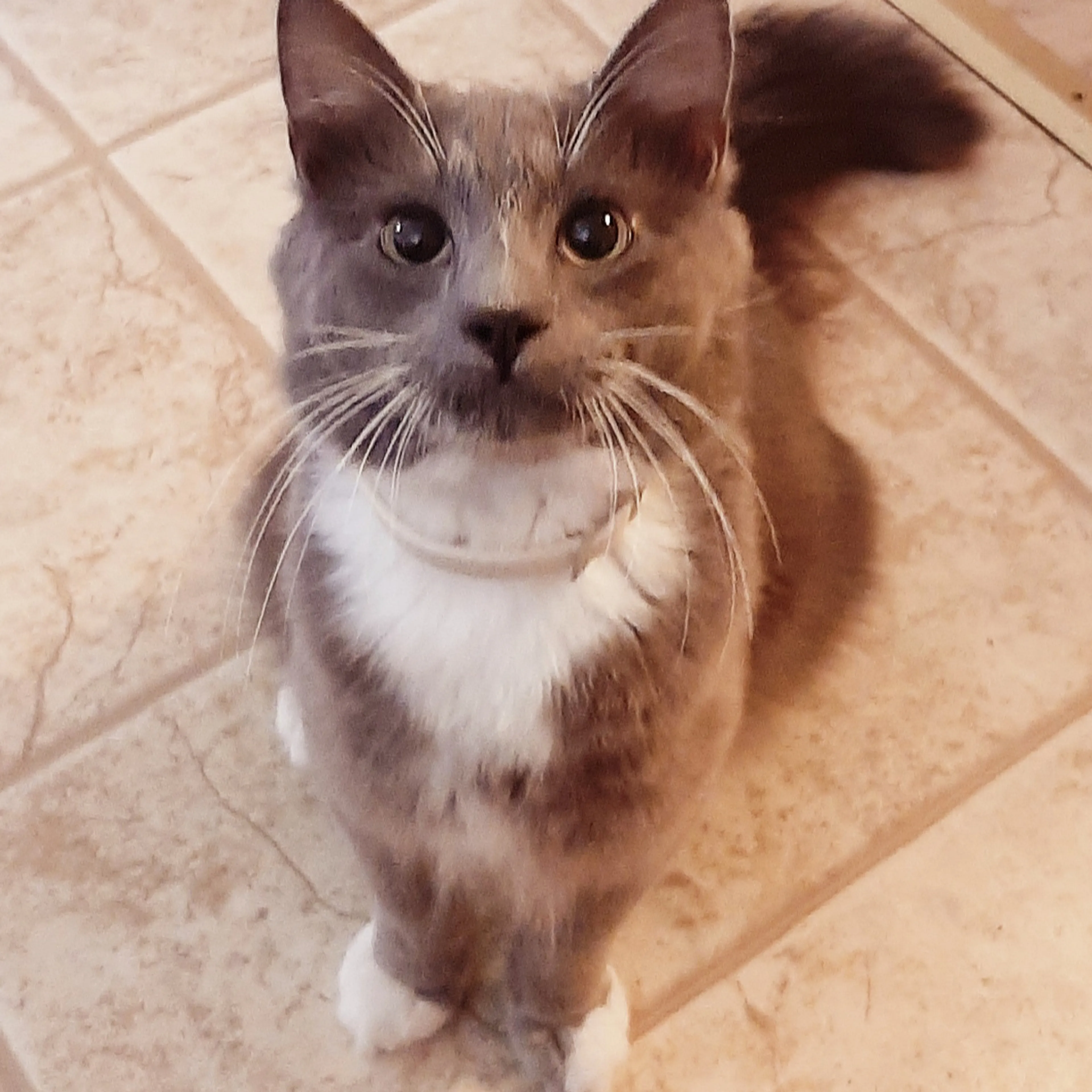 Lost pet-1