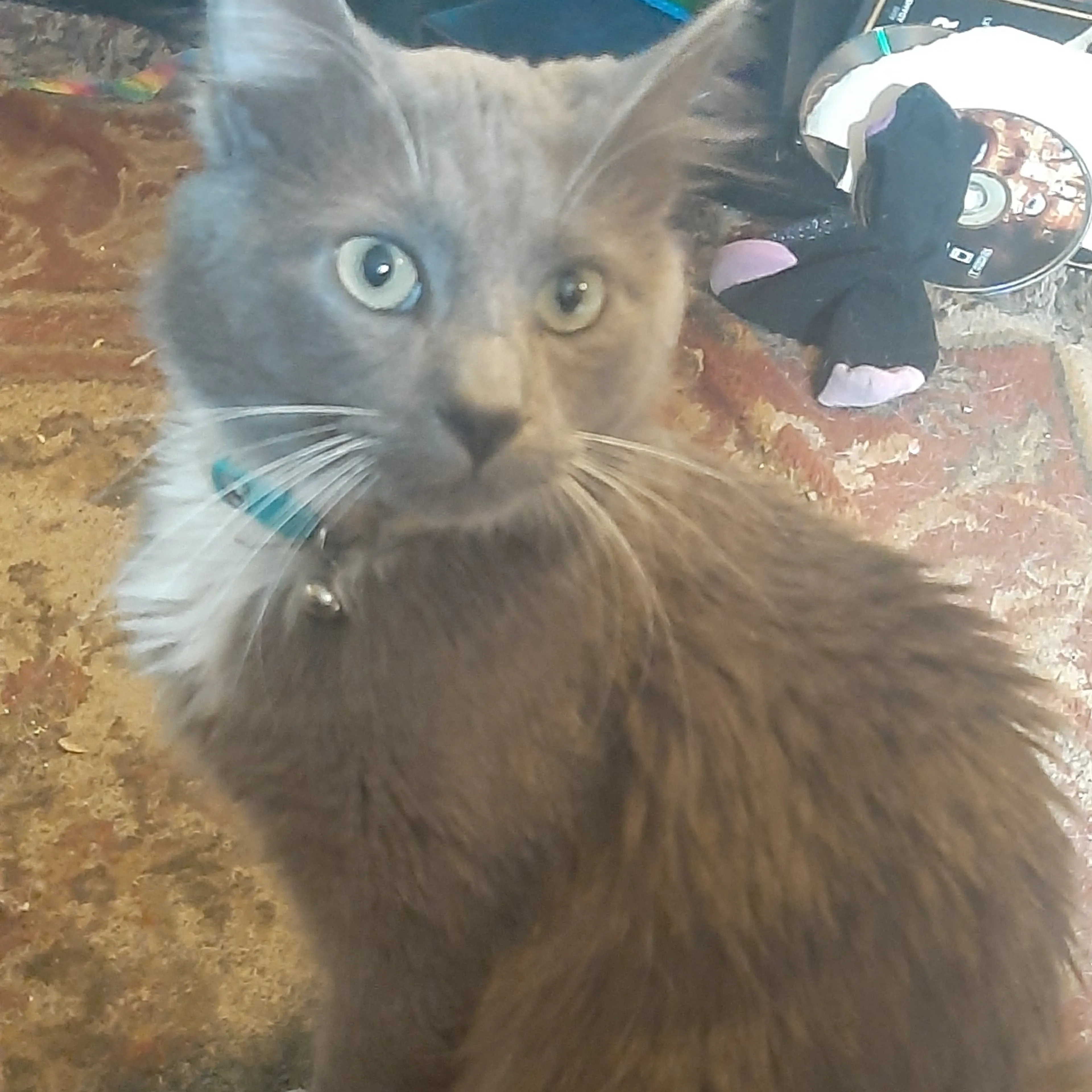 Lost pet-3