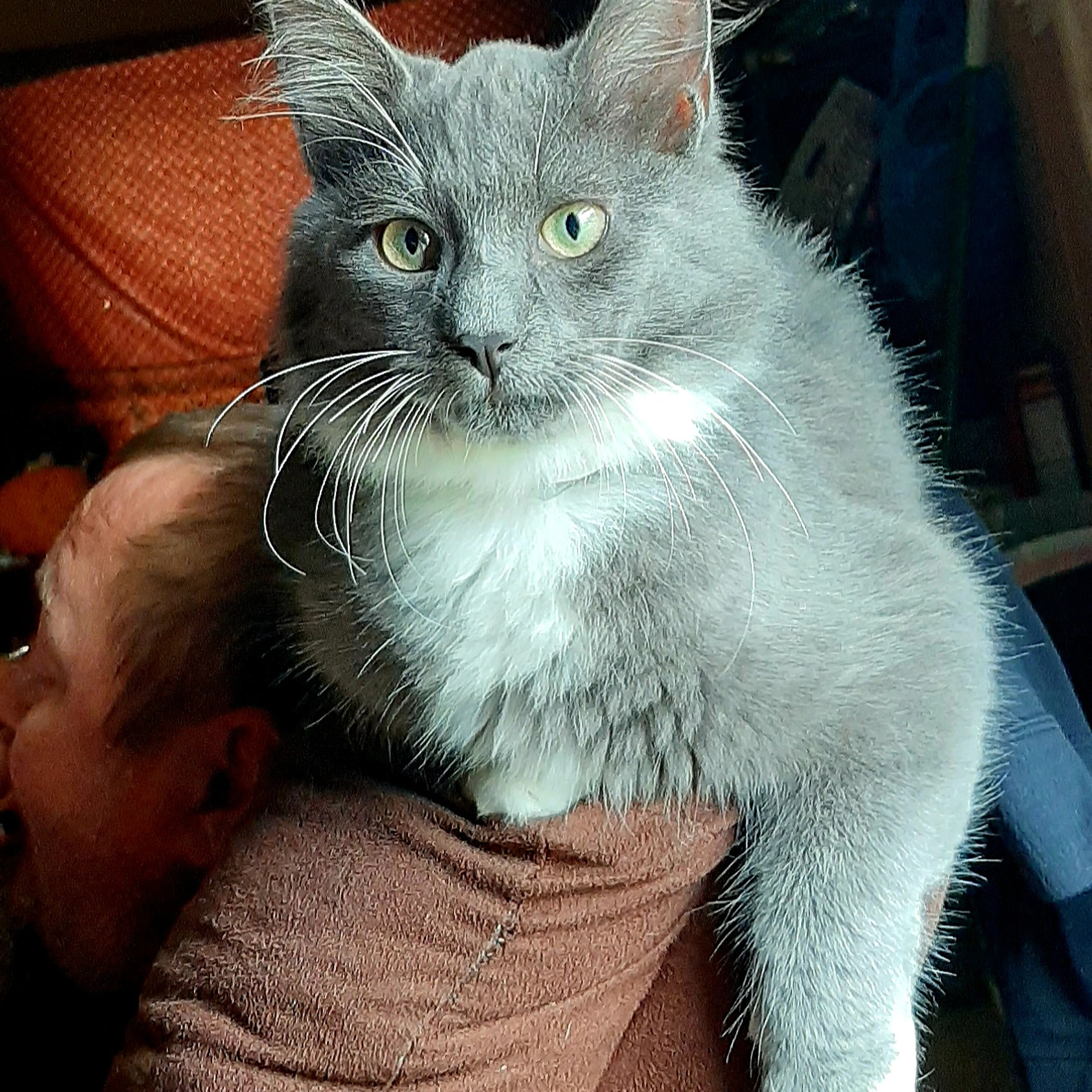 Lost pet-0