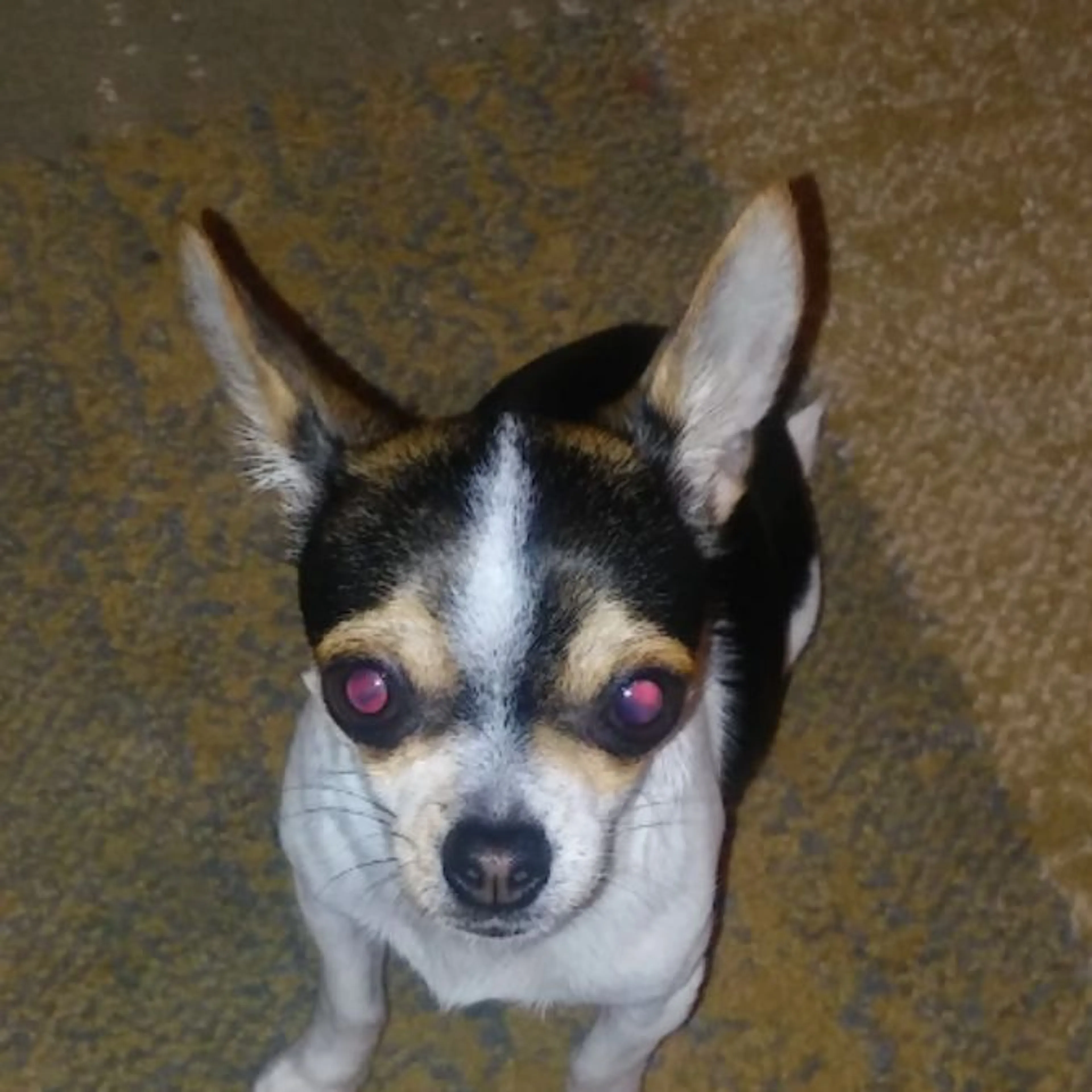 Lost pet