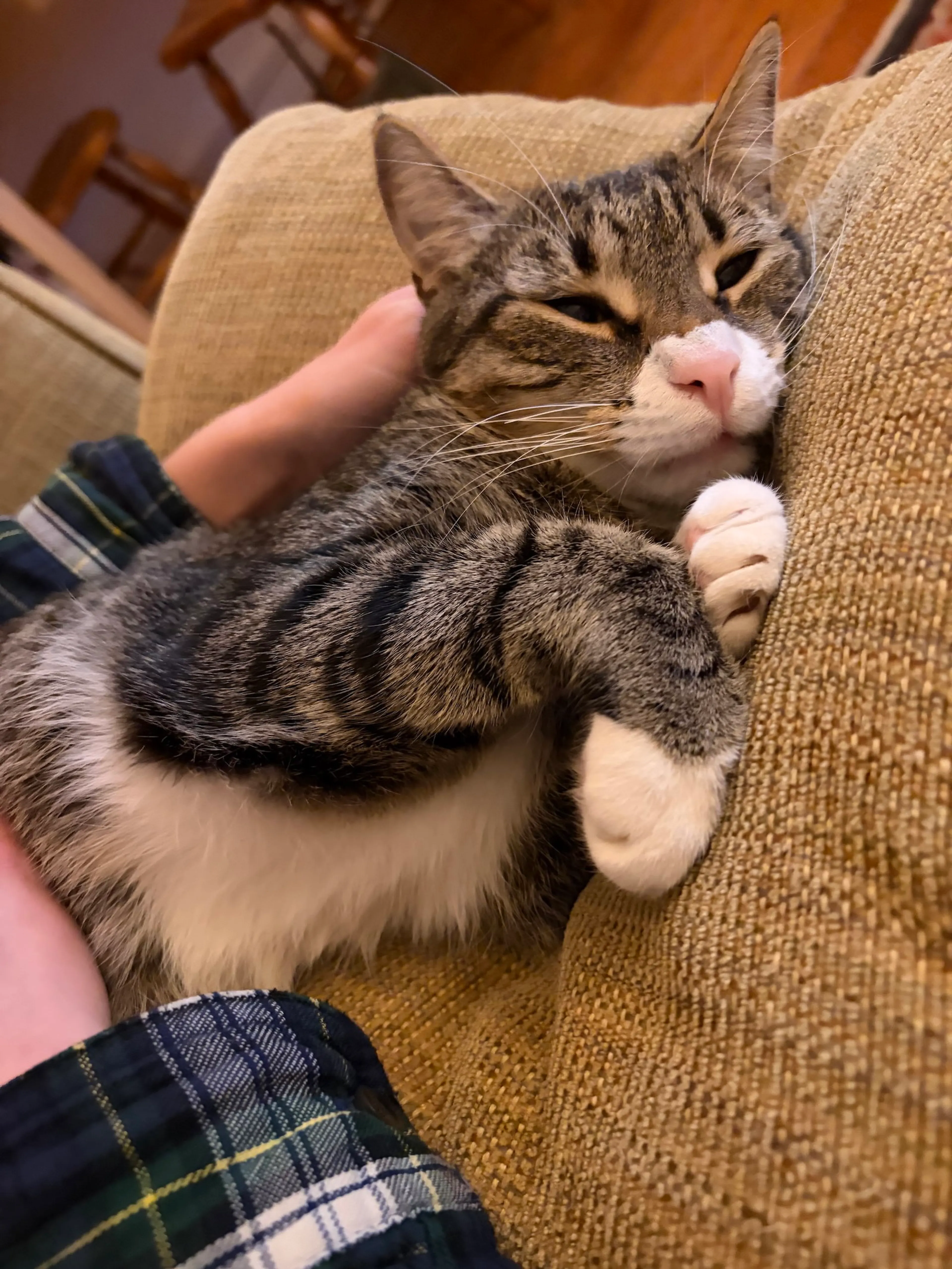 Found pet-0