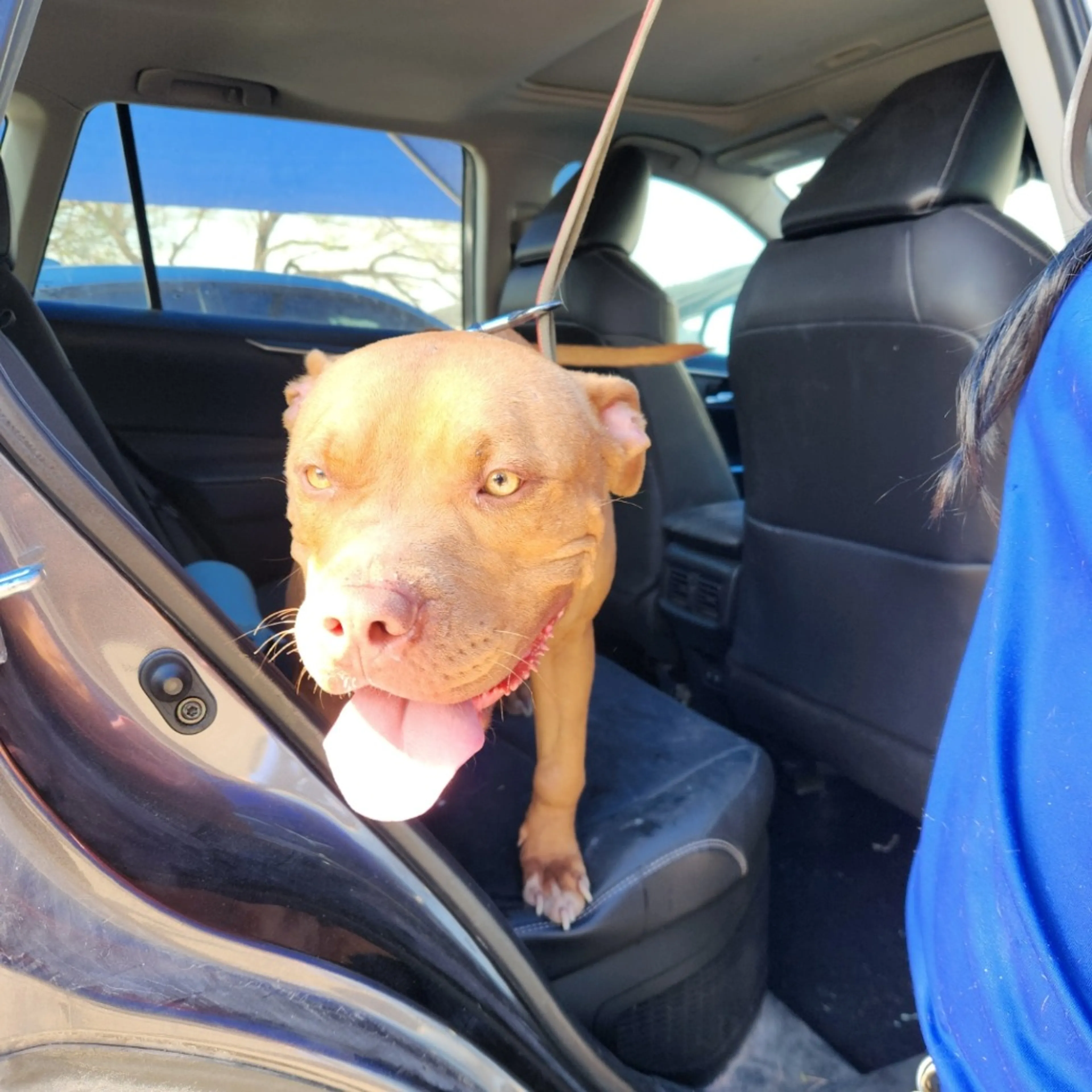 Found pet-1