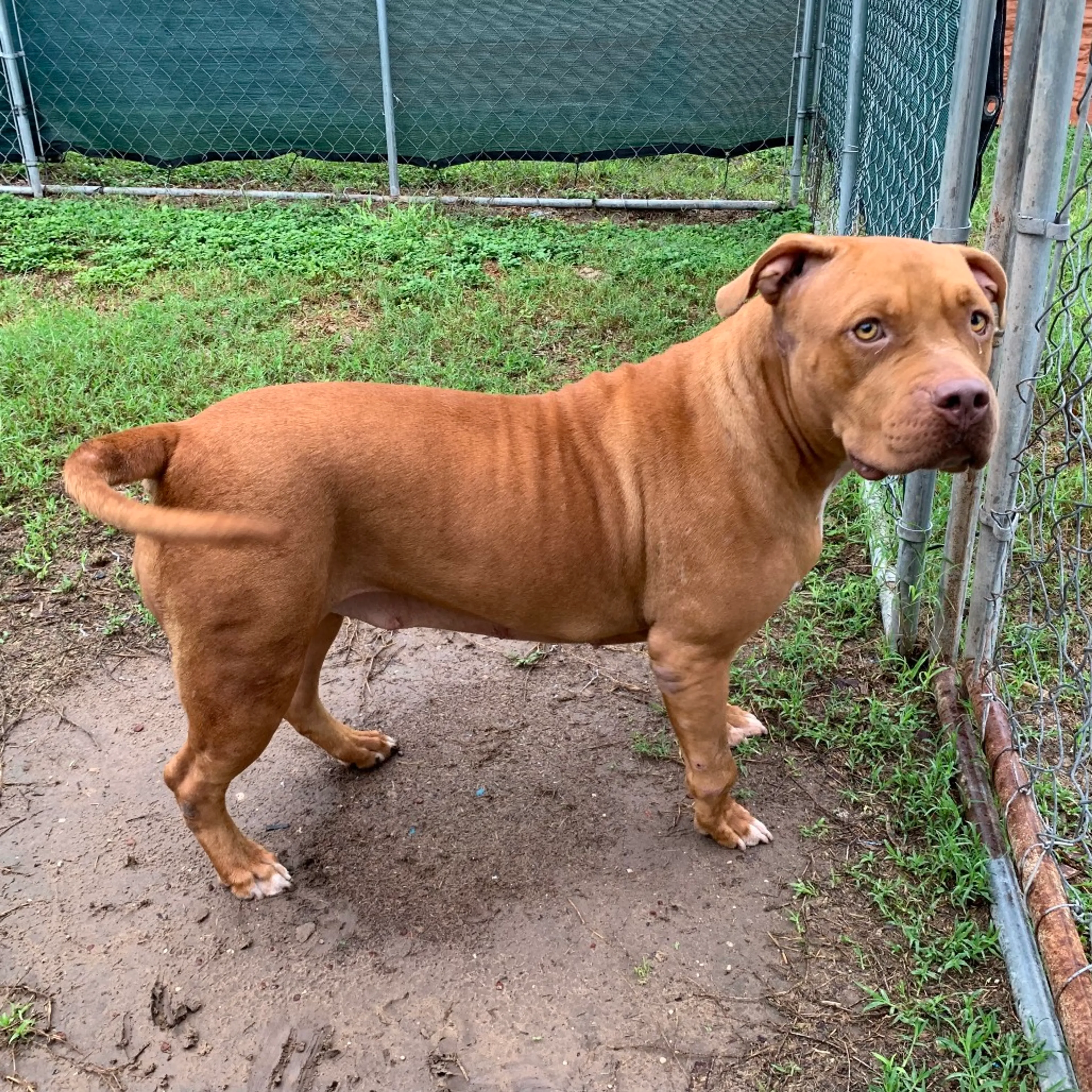cdn image