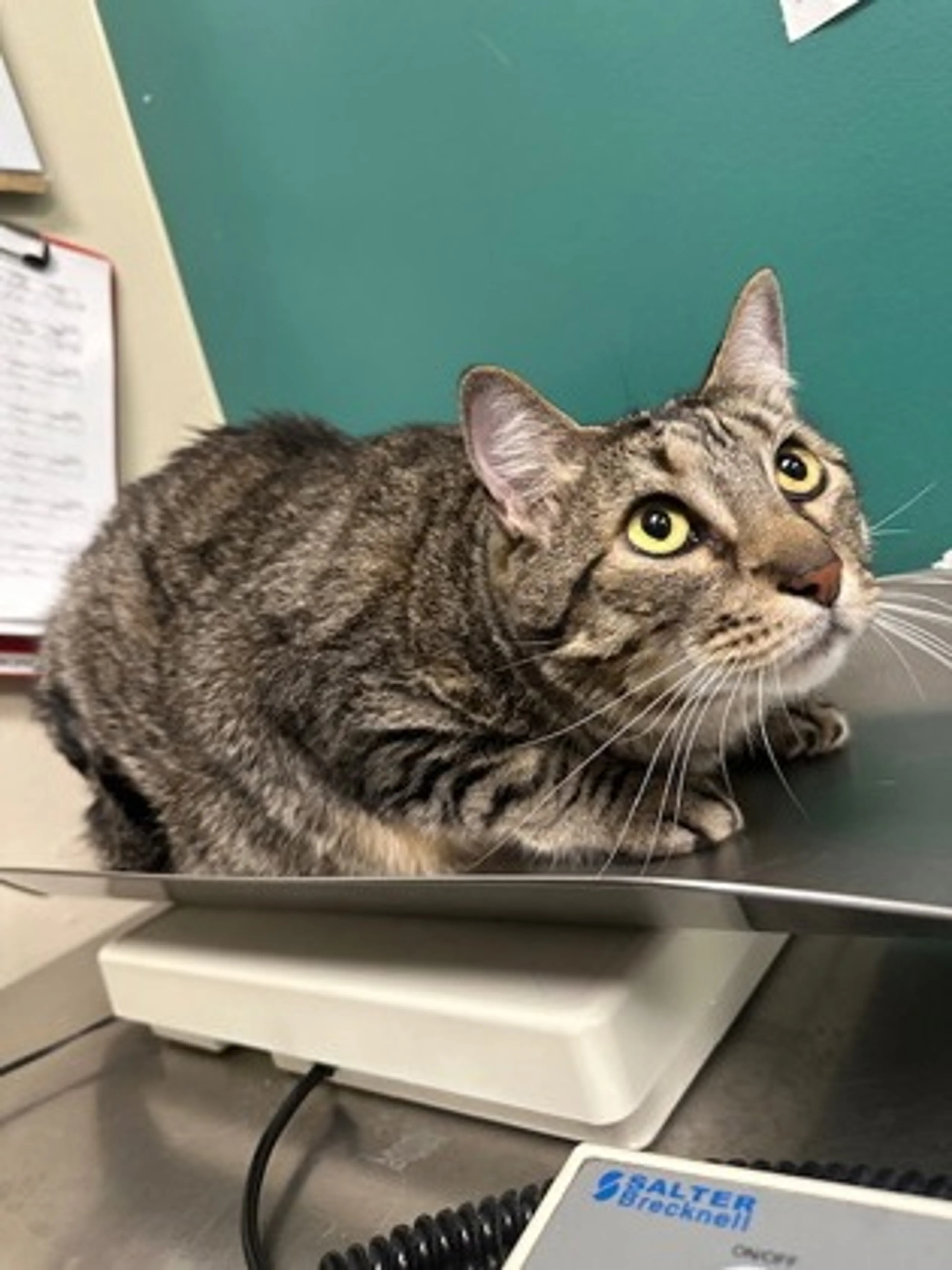 Found pet-1