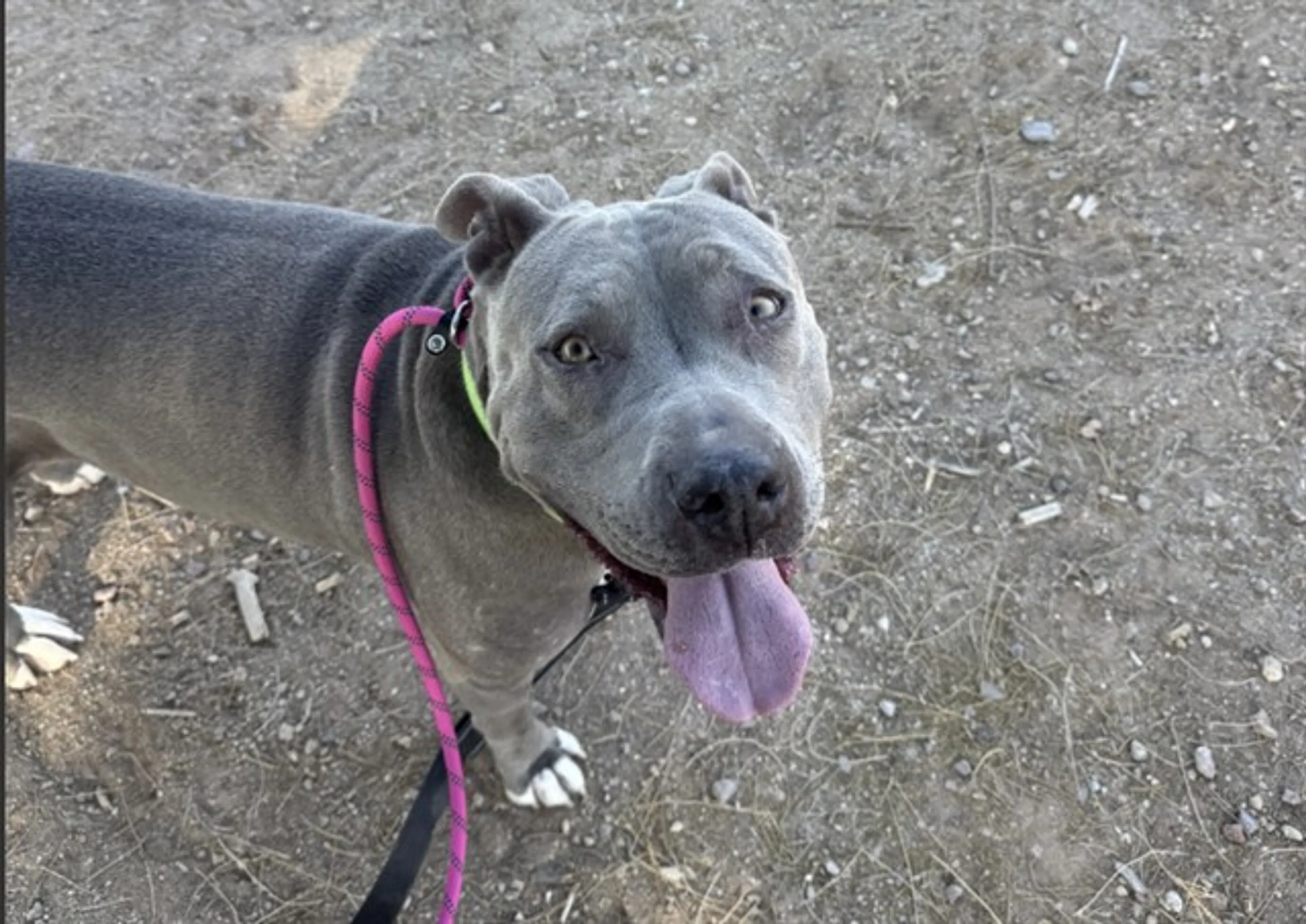 Found pet