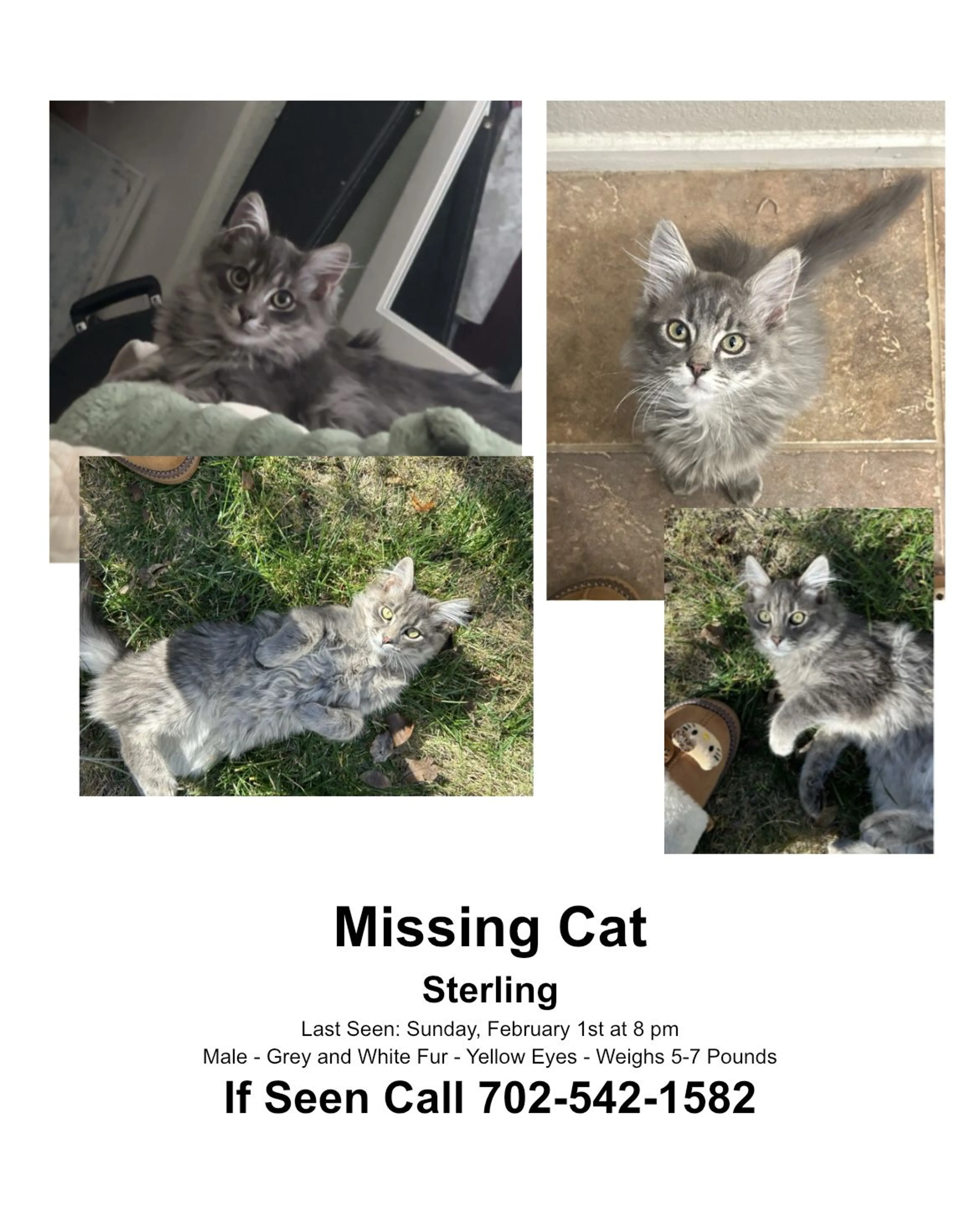 Lost pet