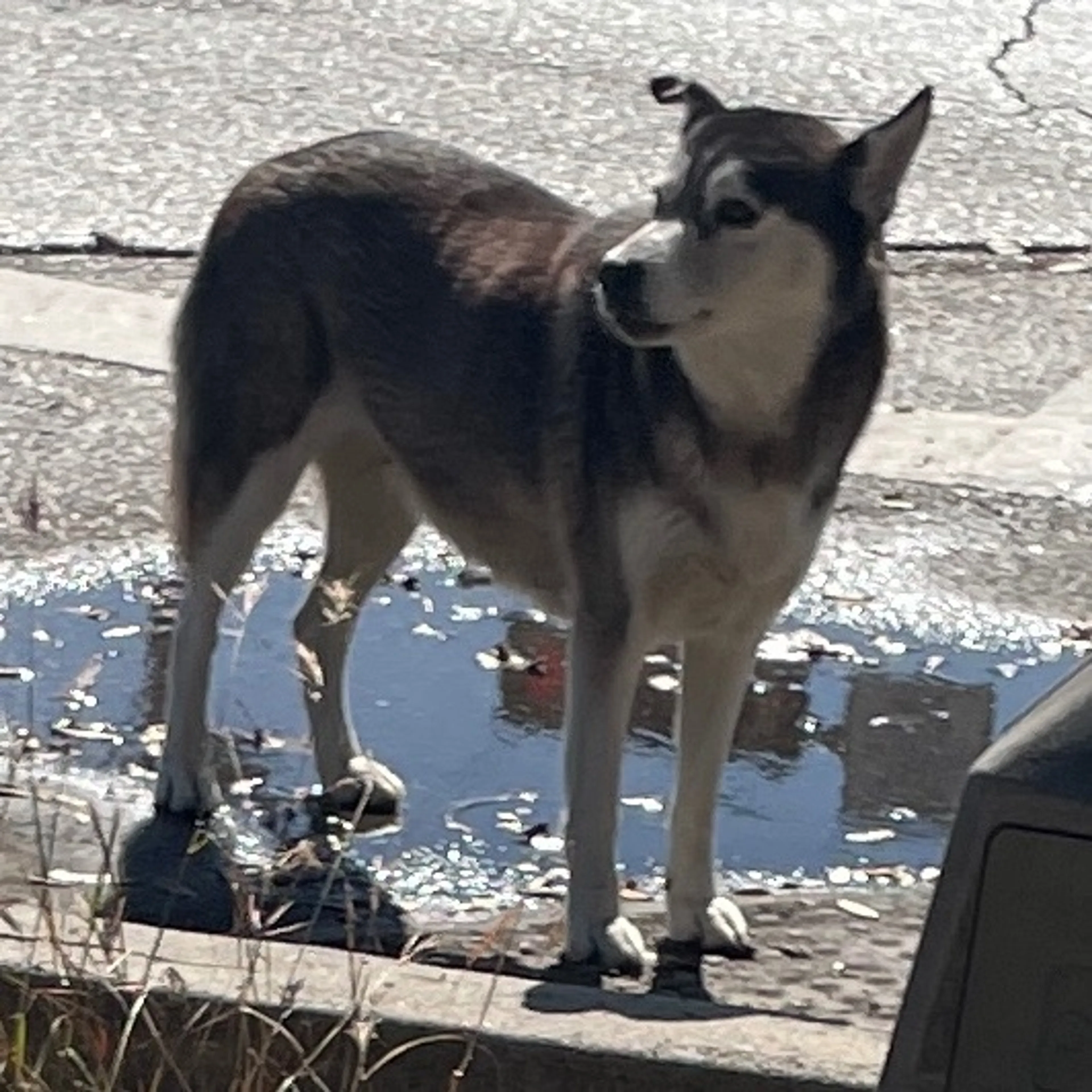 Found pet