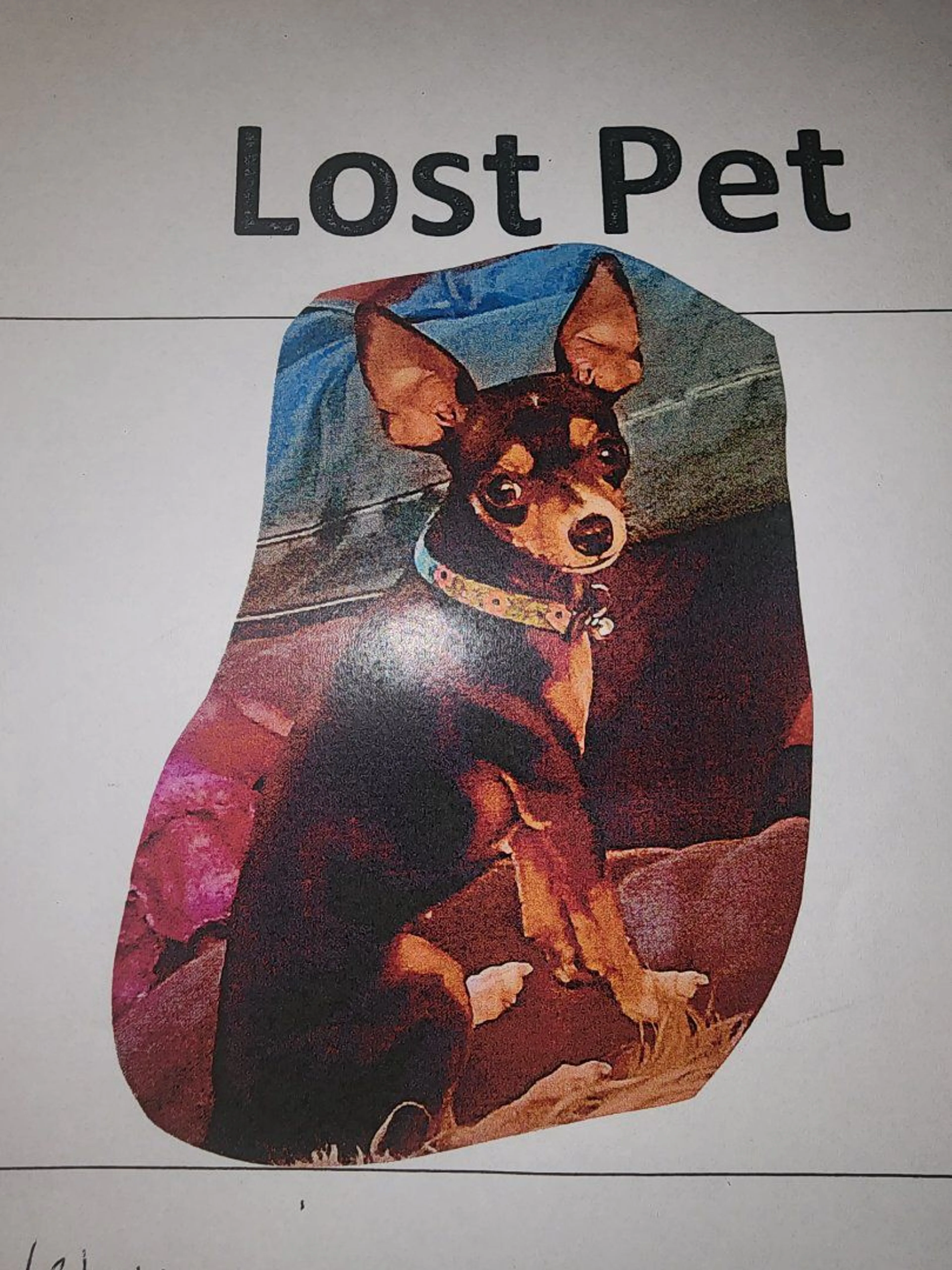 Lost pet-1