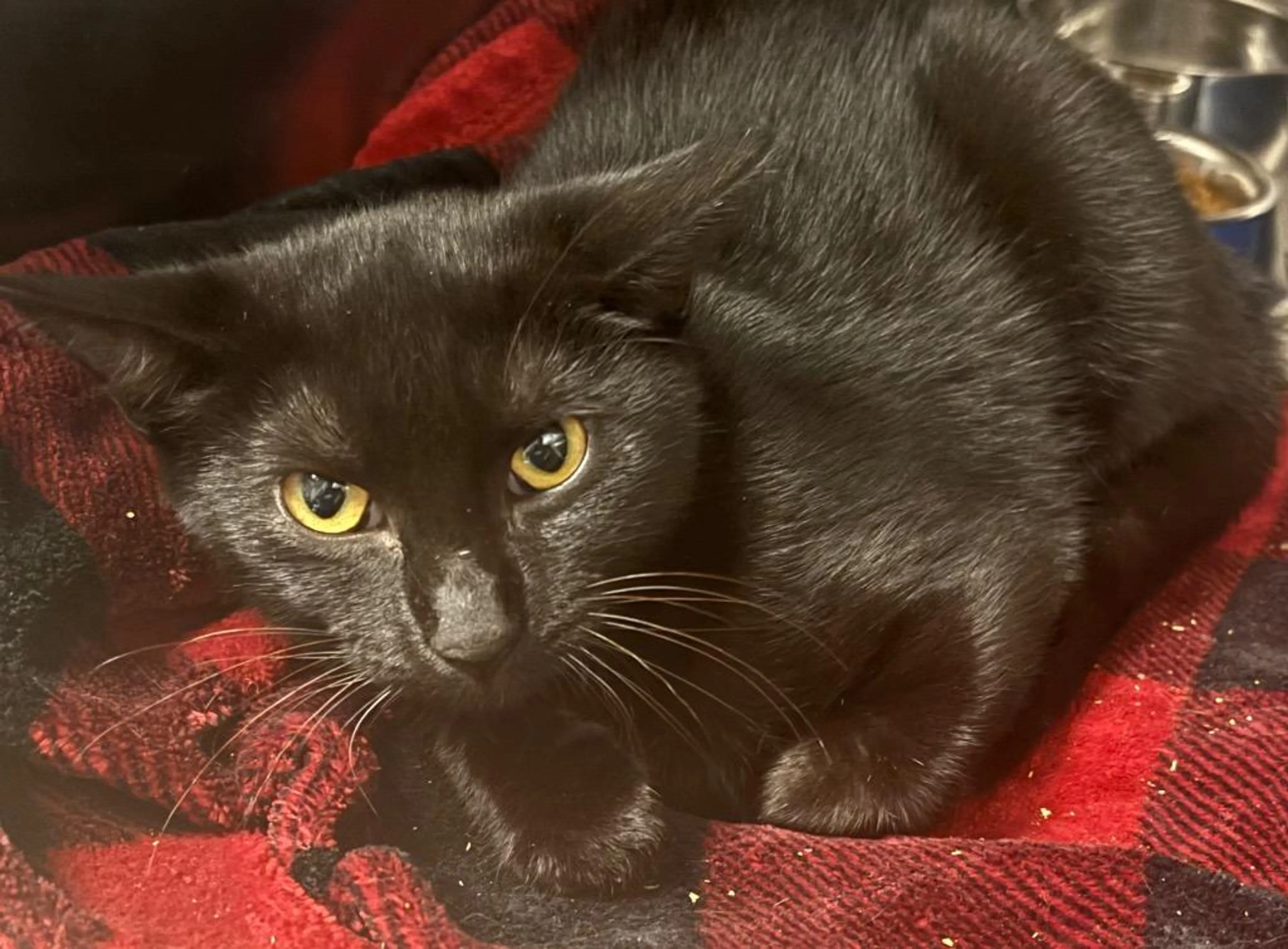 Found pet-1
