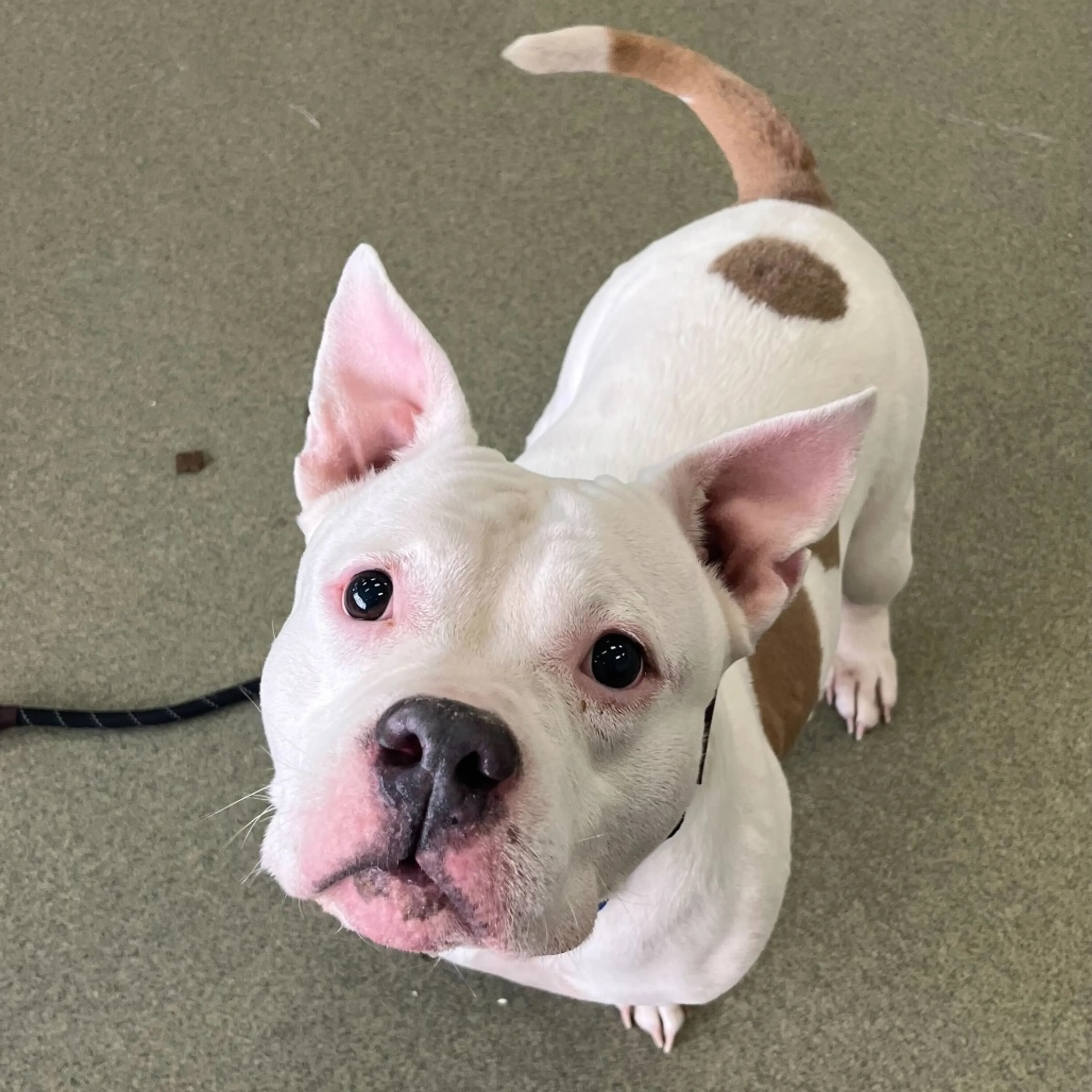 Found pet-4
