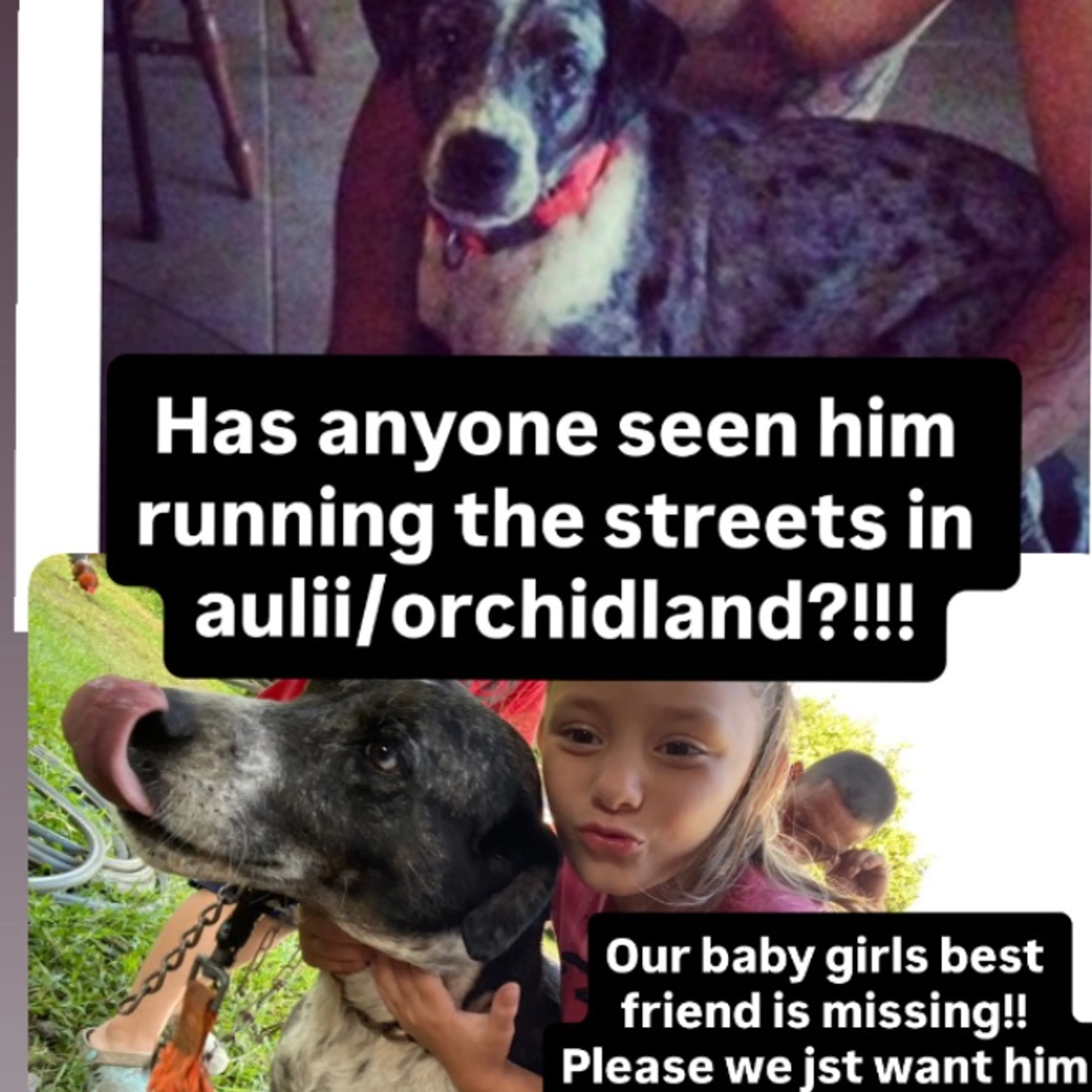 Lost pet
