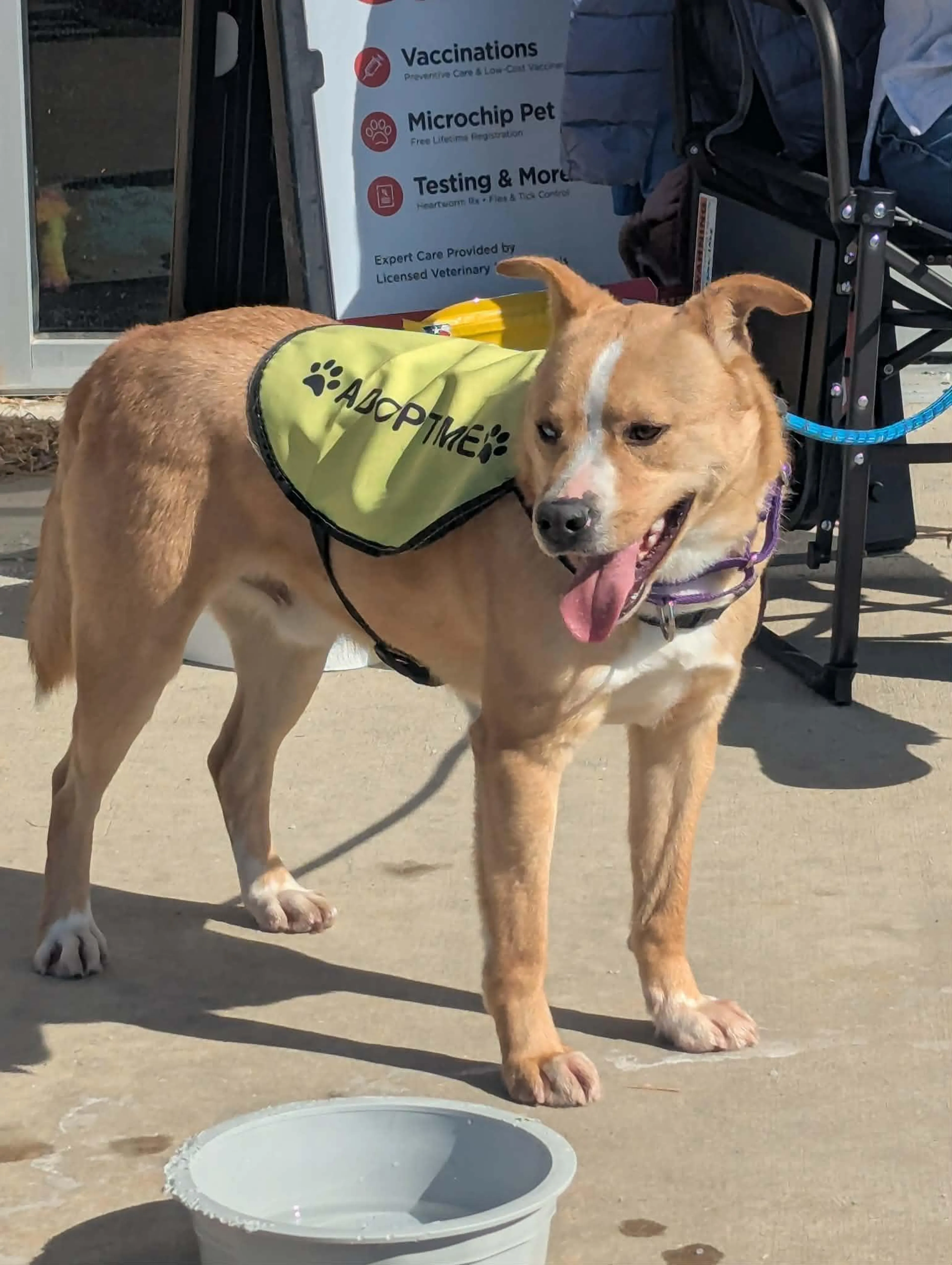 Found pet-0