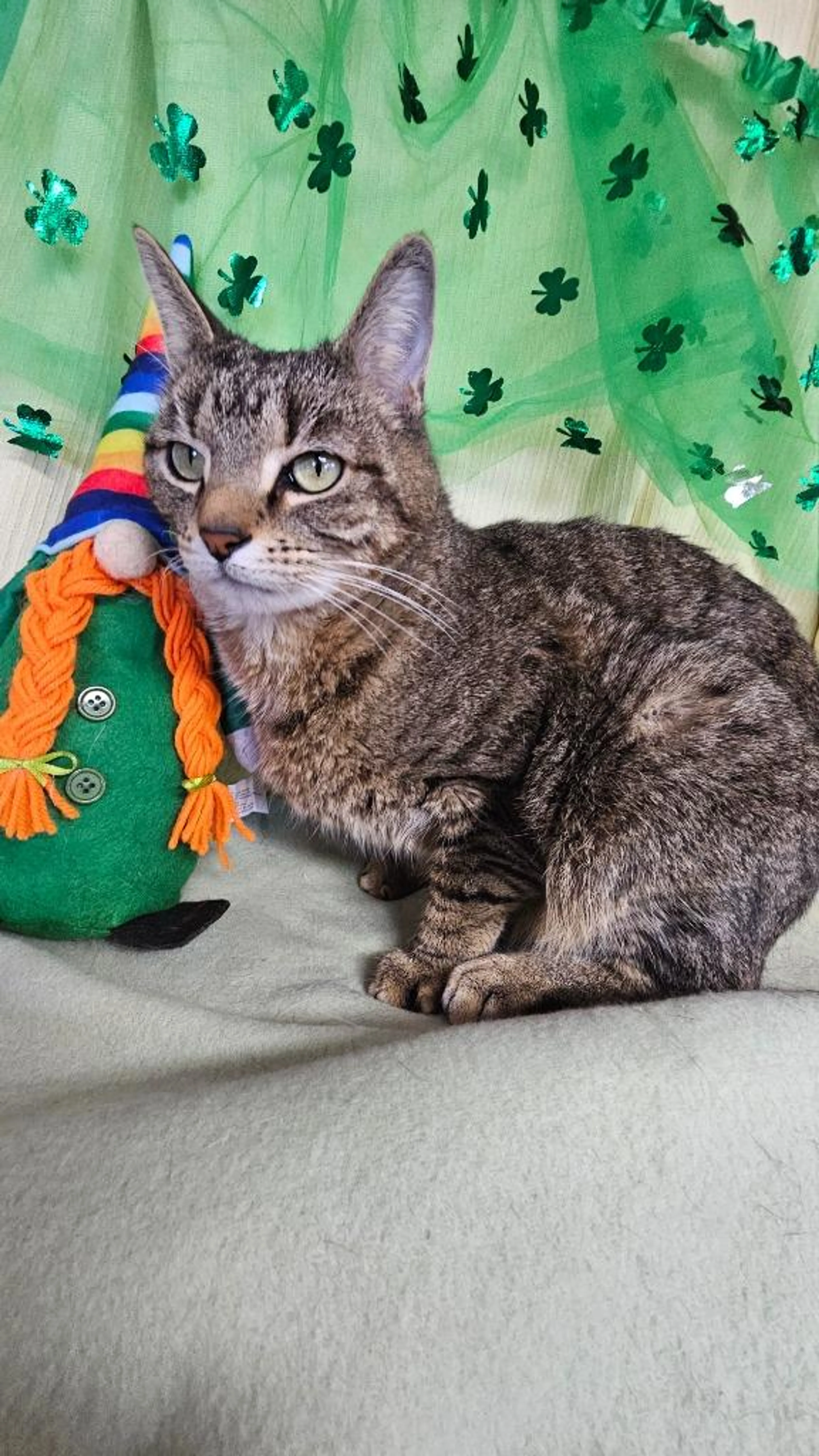Found pet-2