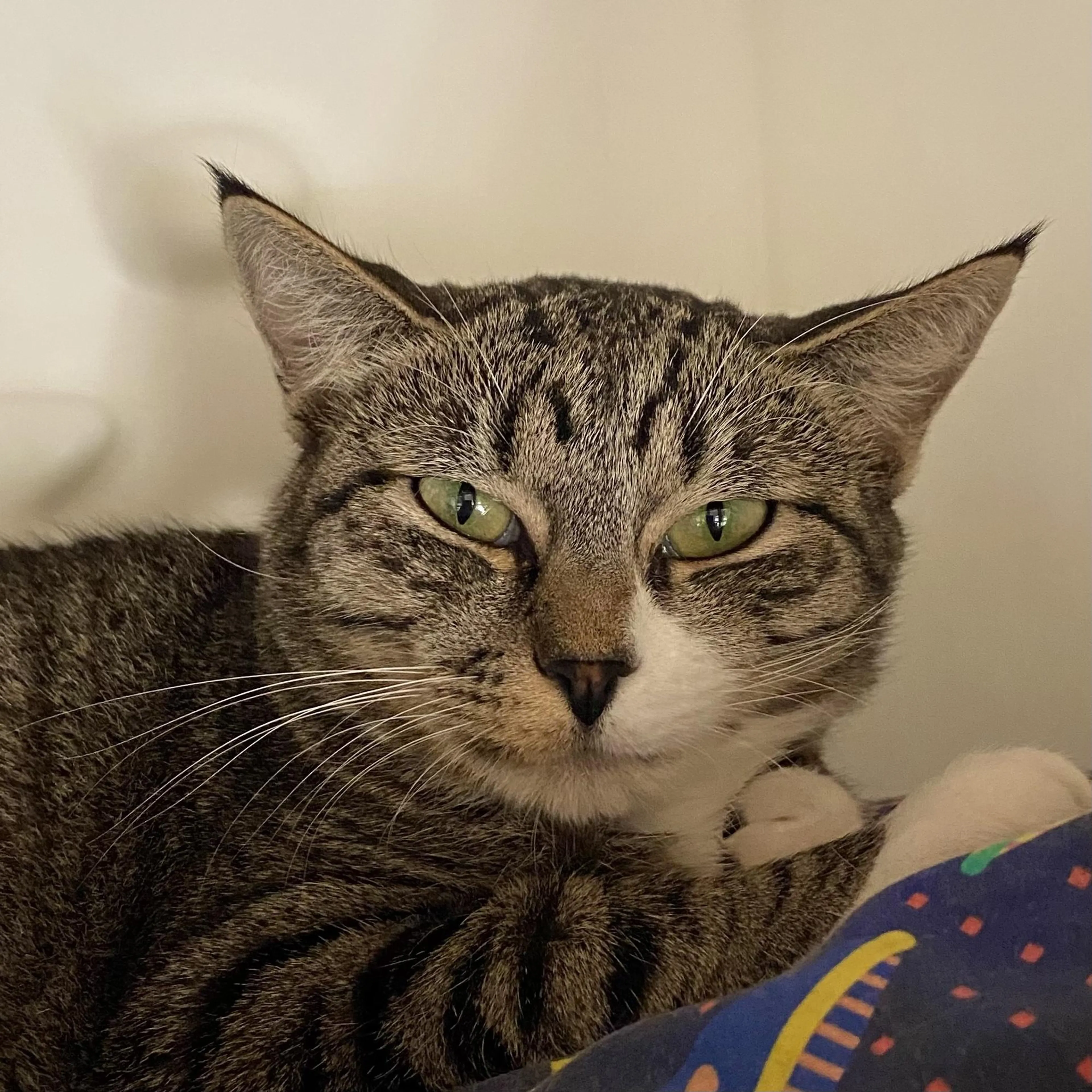 Found pet-1