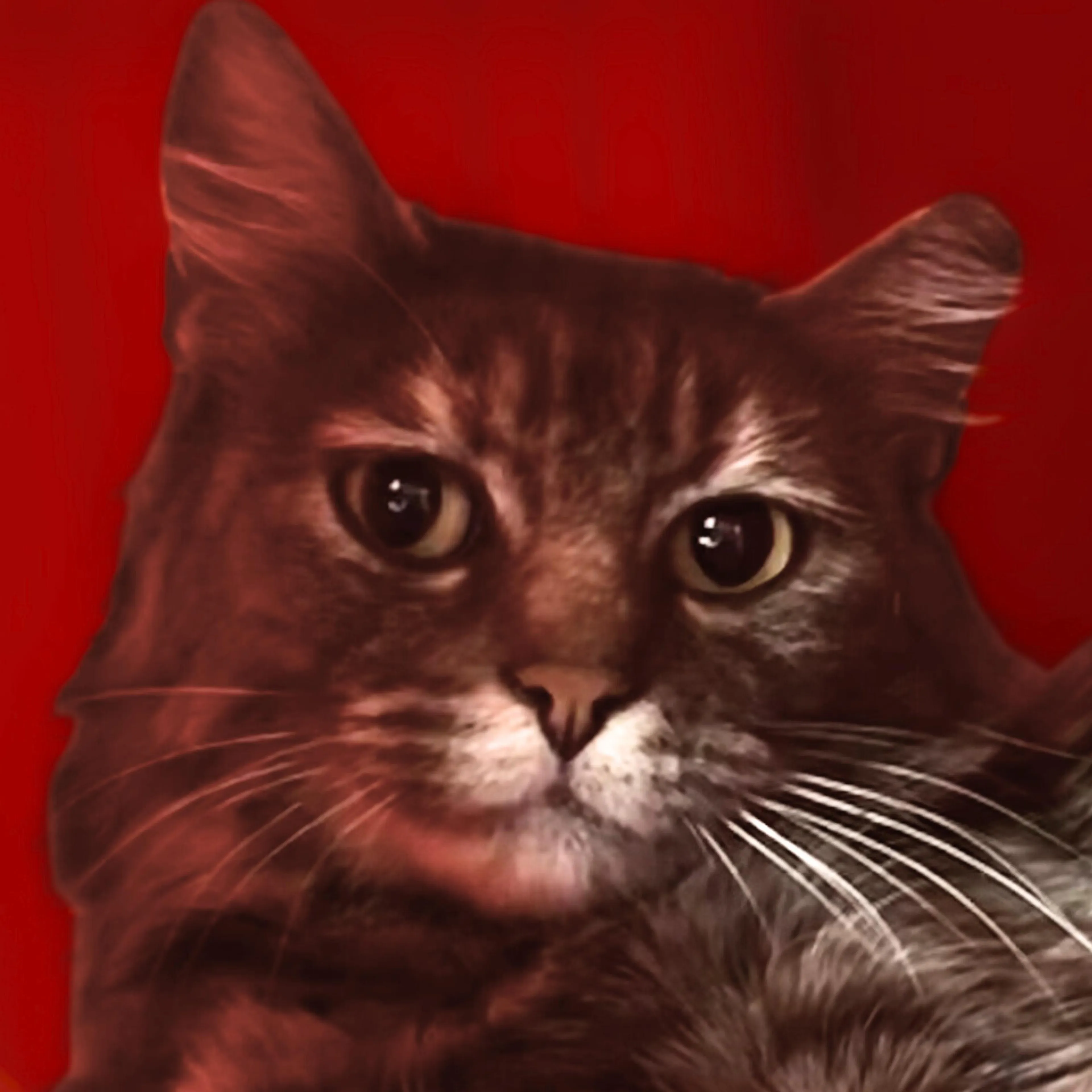 Found pet-0