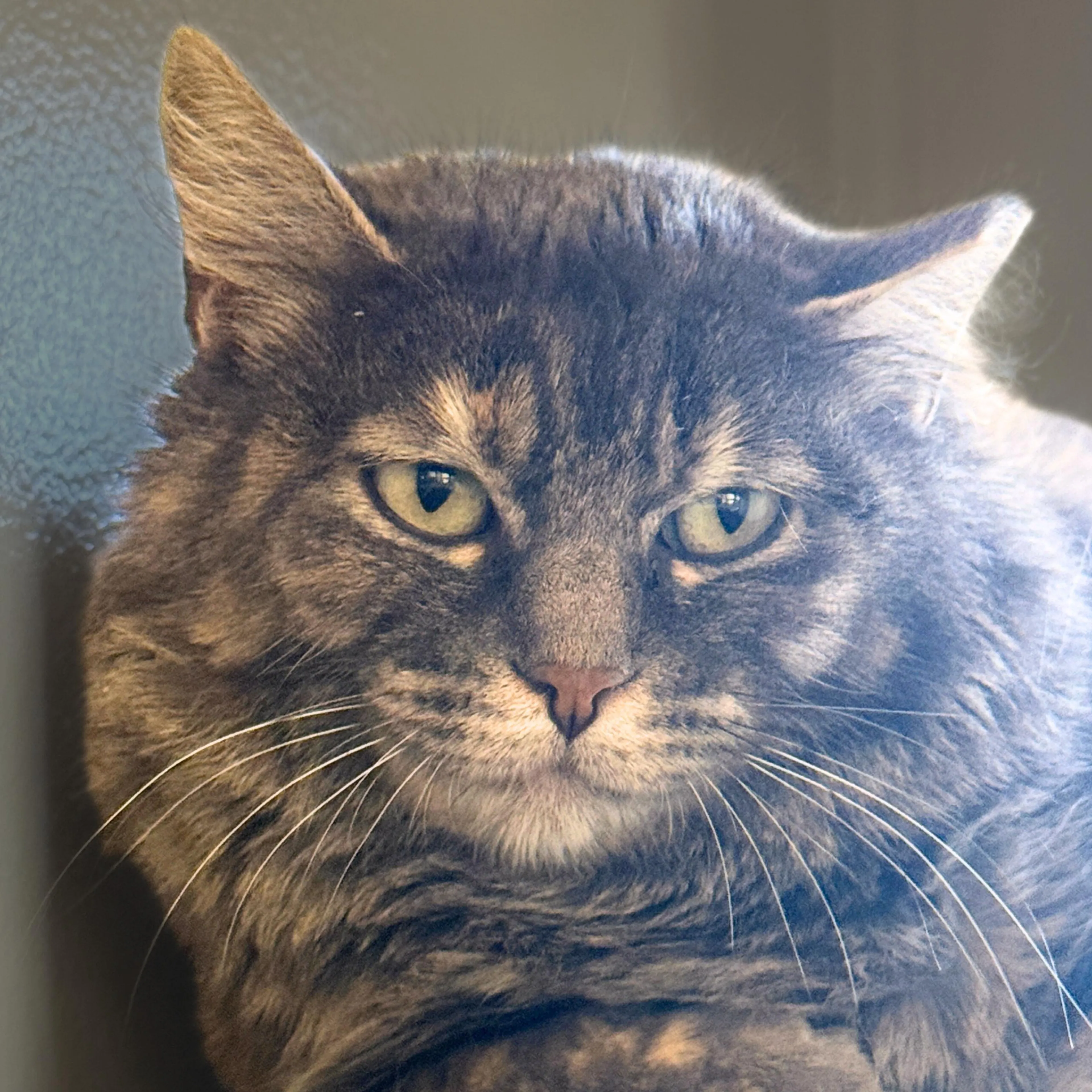 Found pet-3