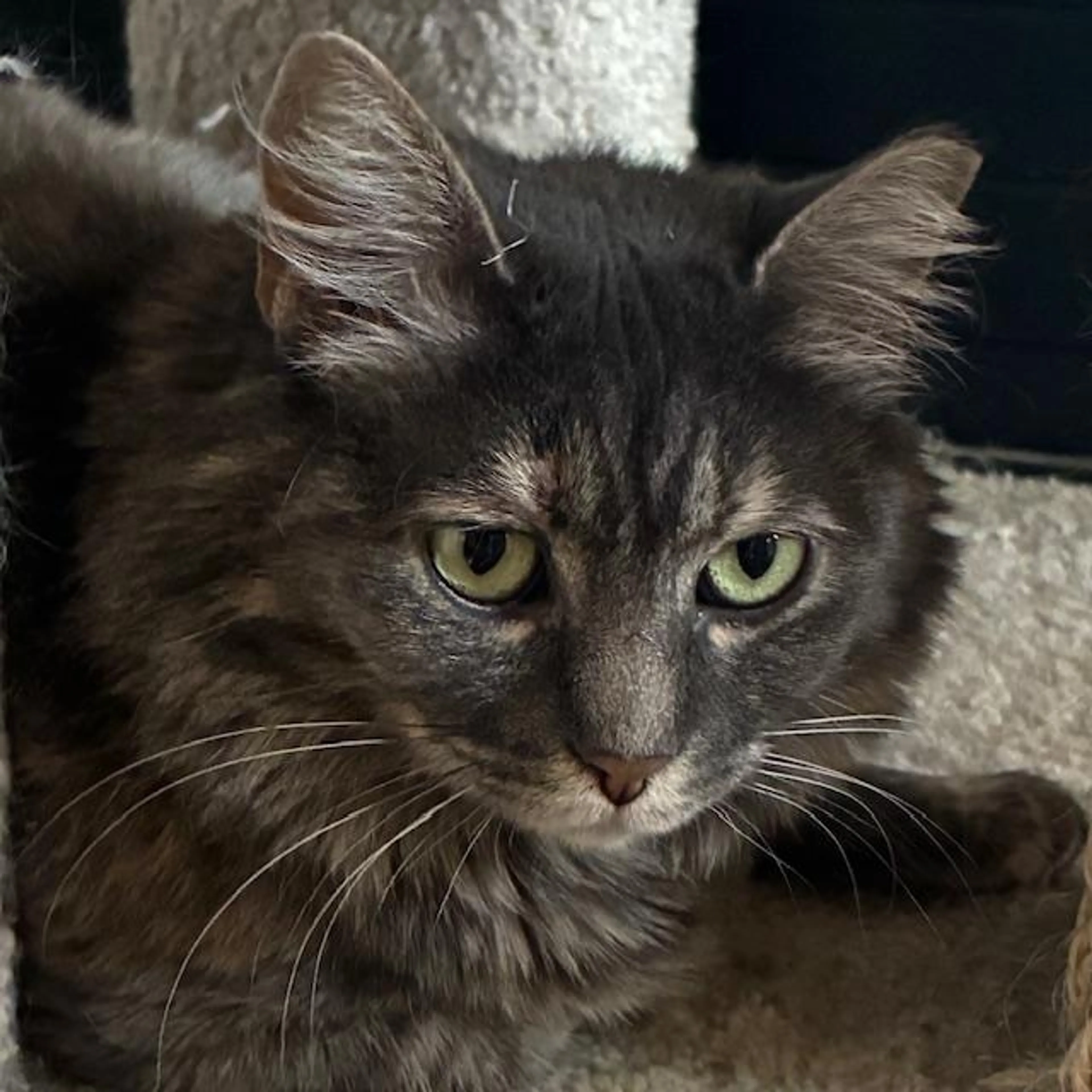 Found pet-2