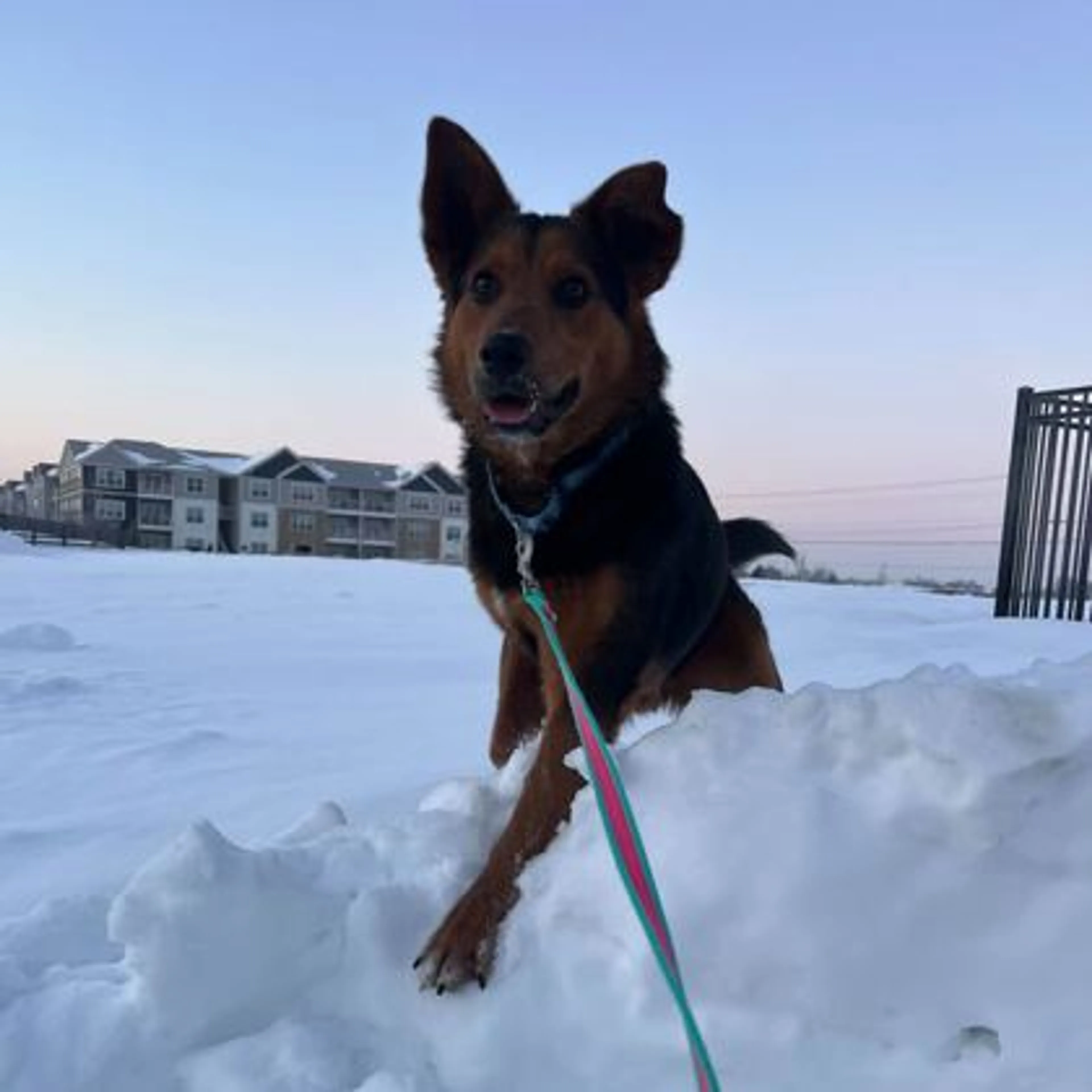 Found pet-2