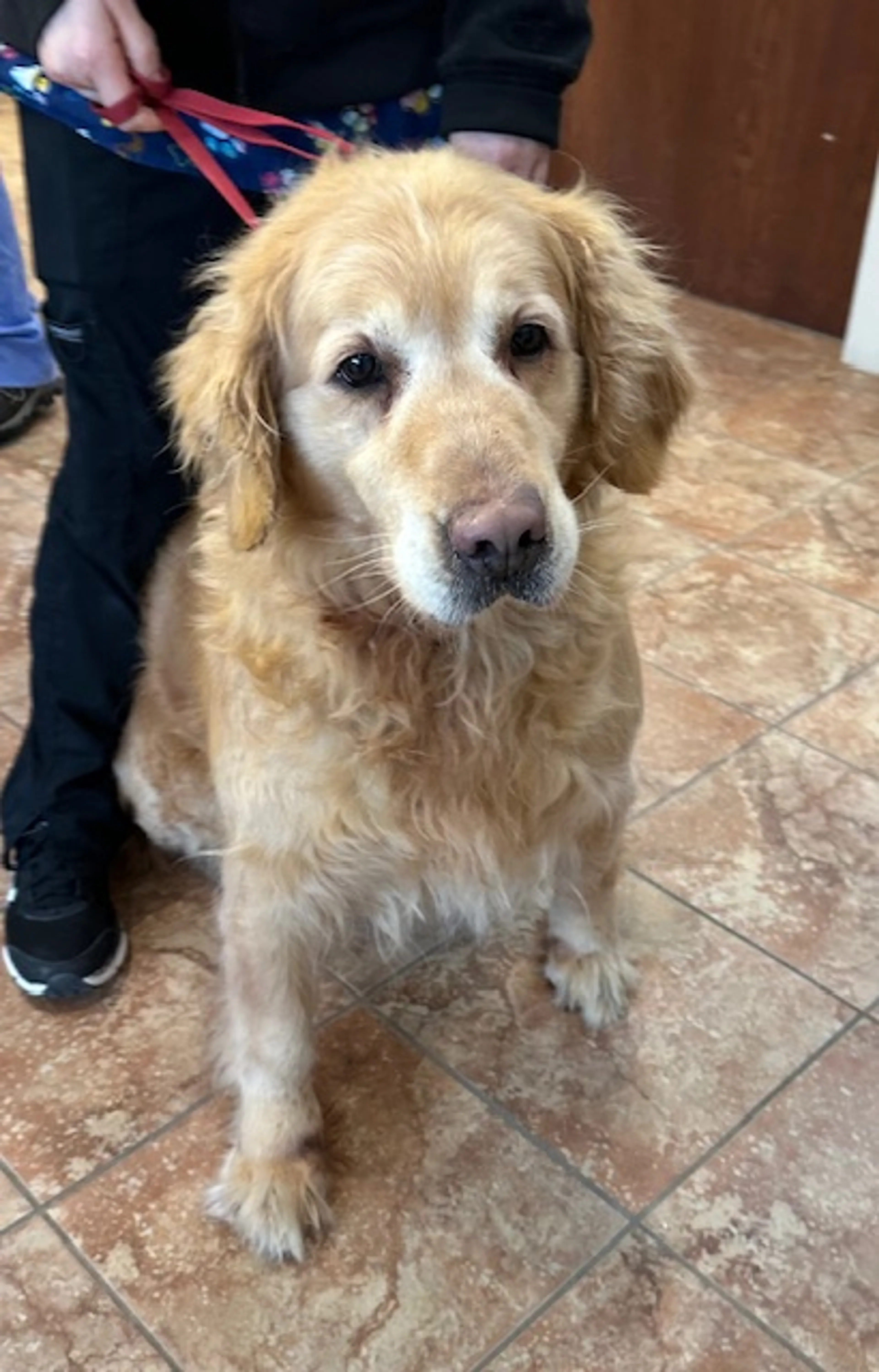 Found pet