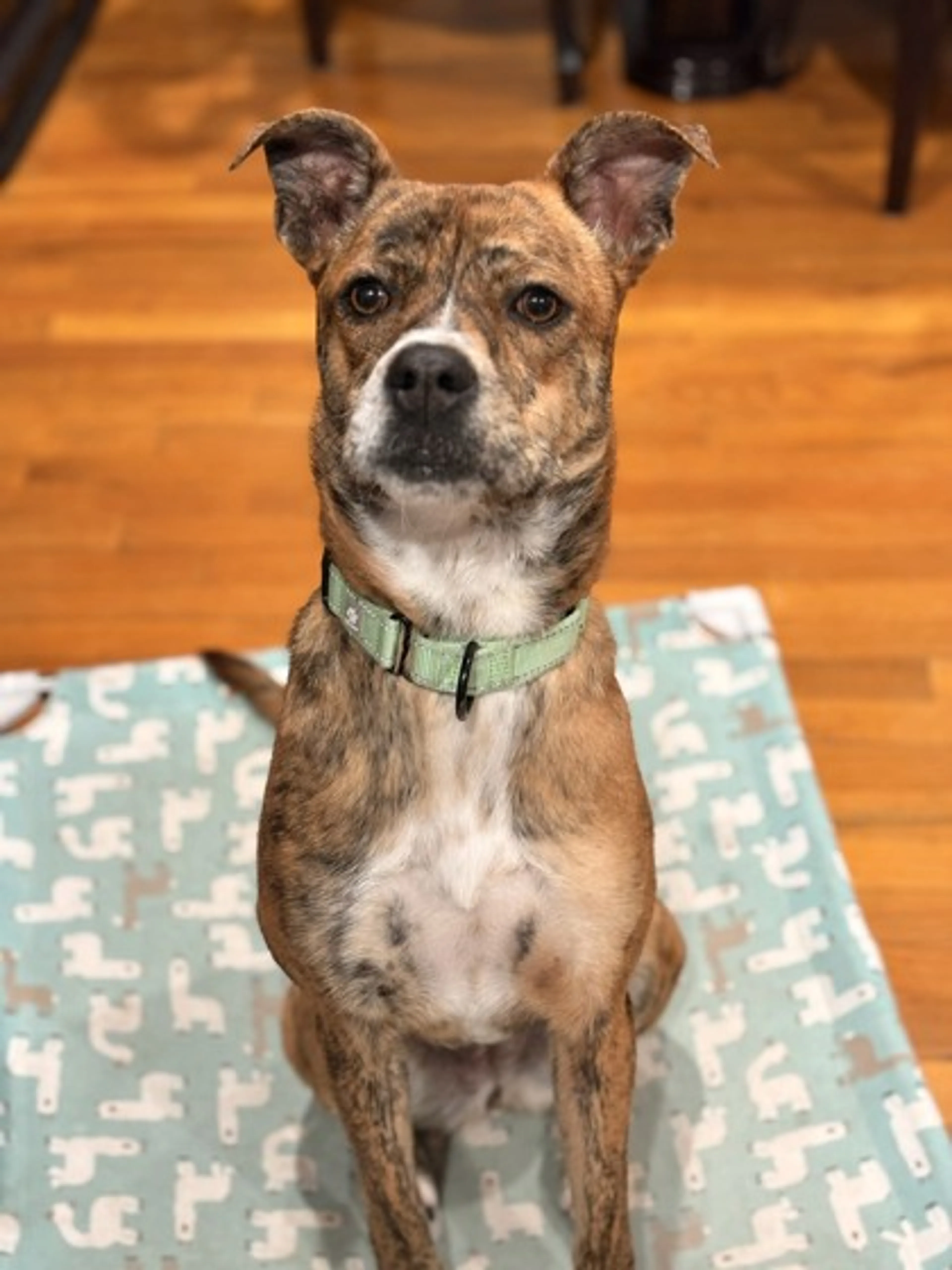 Found pet-1