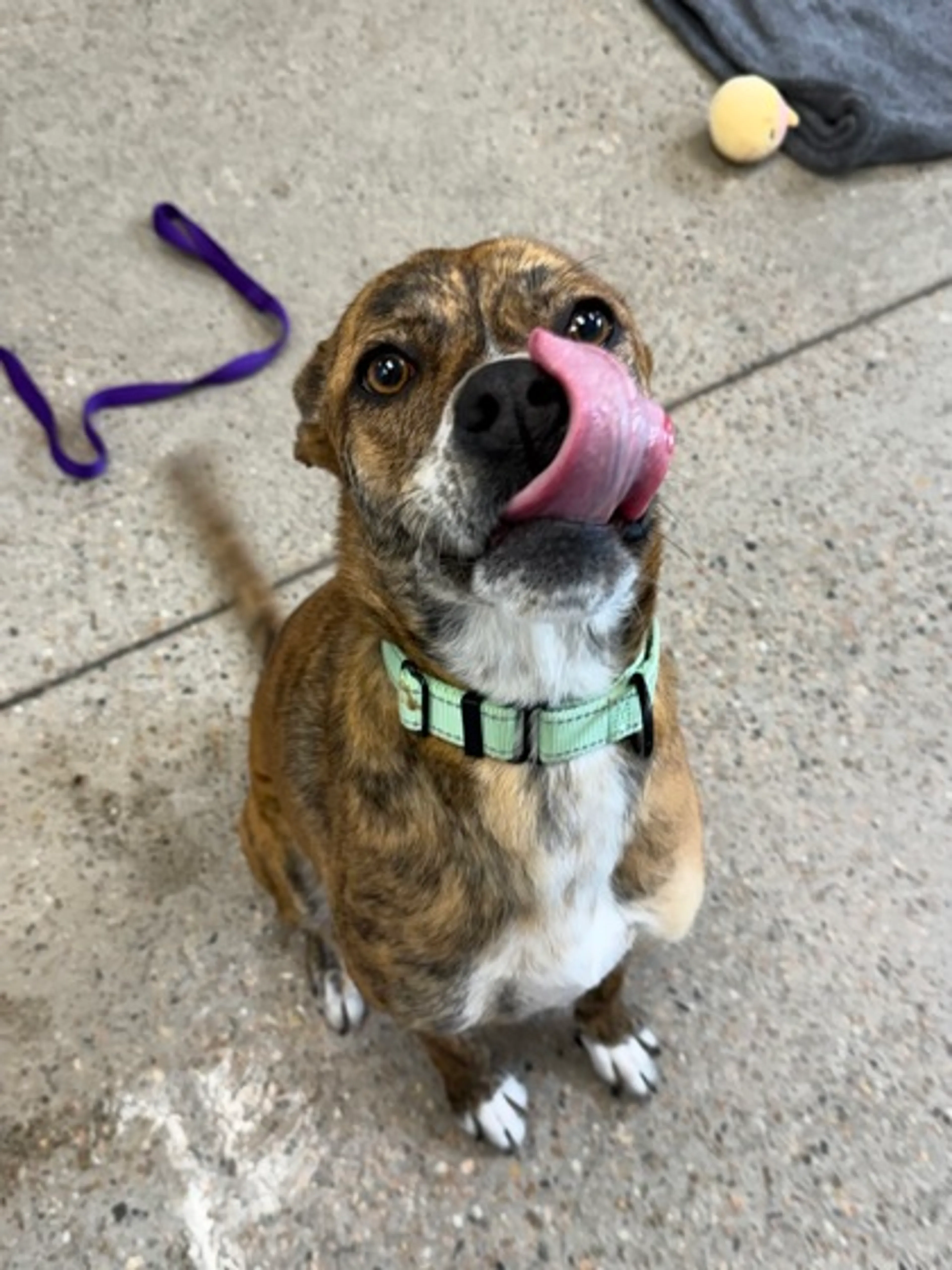 Found pet-2