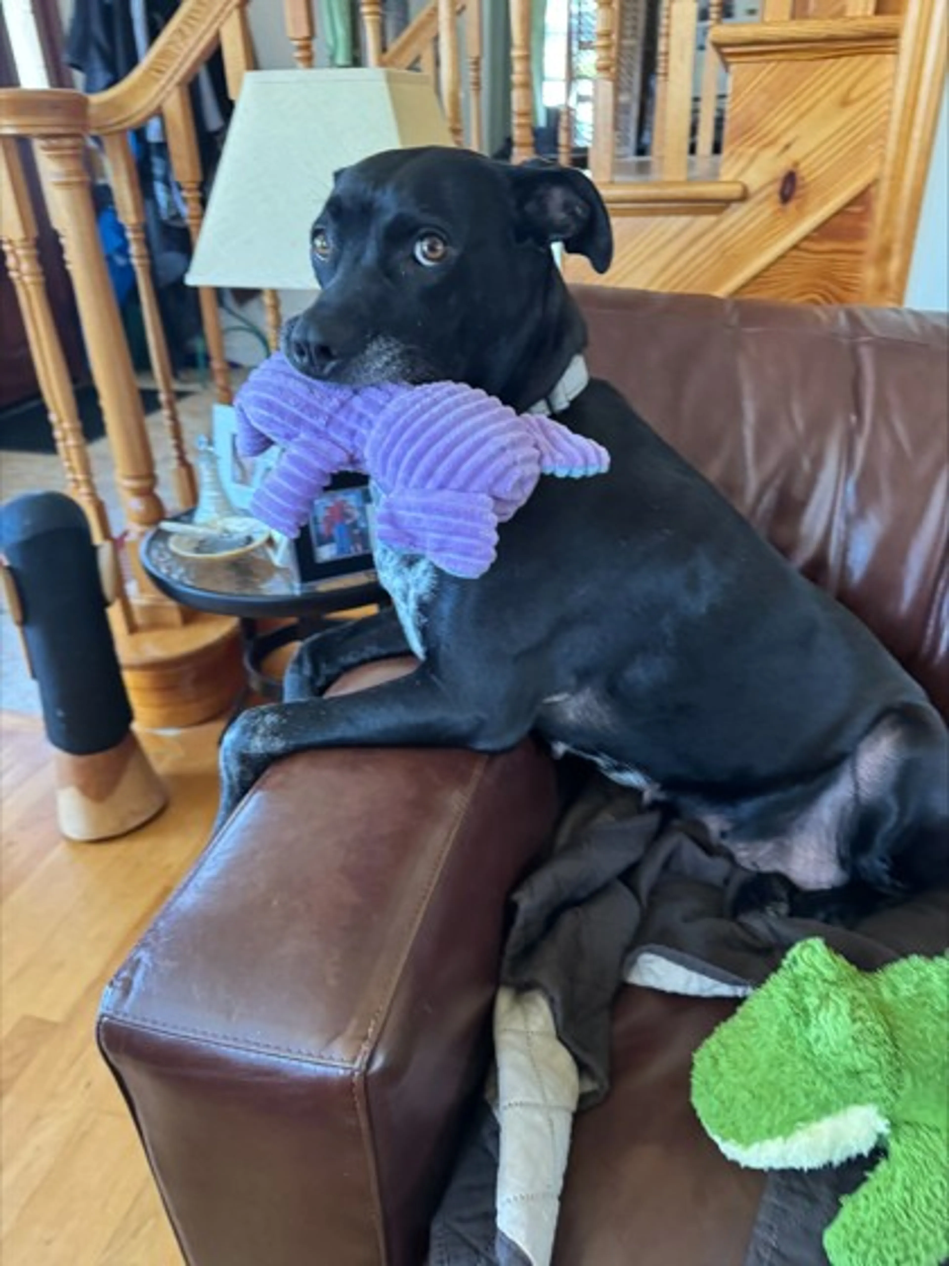 Found pet-2