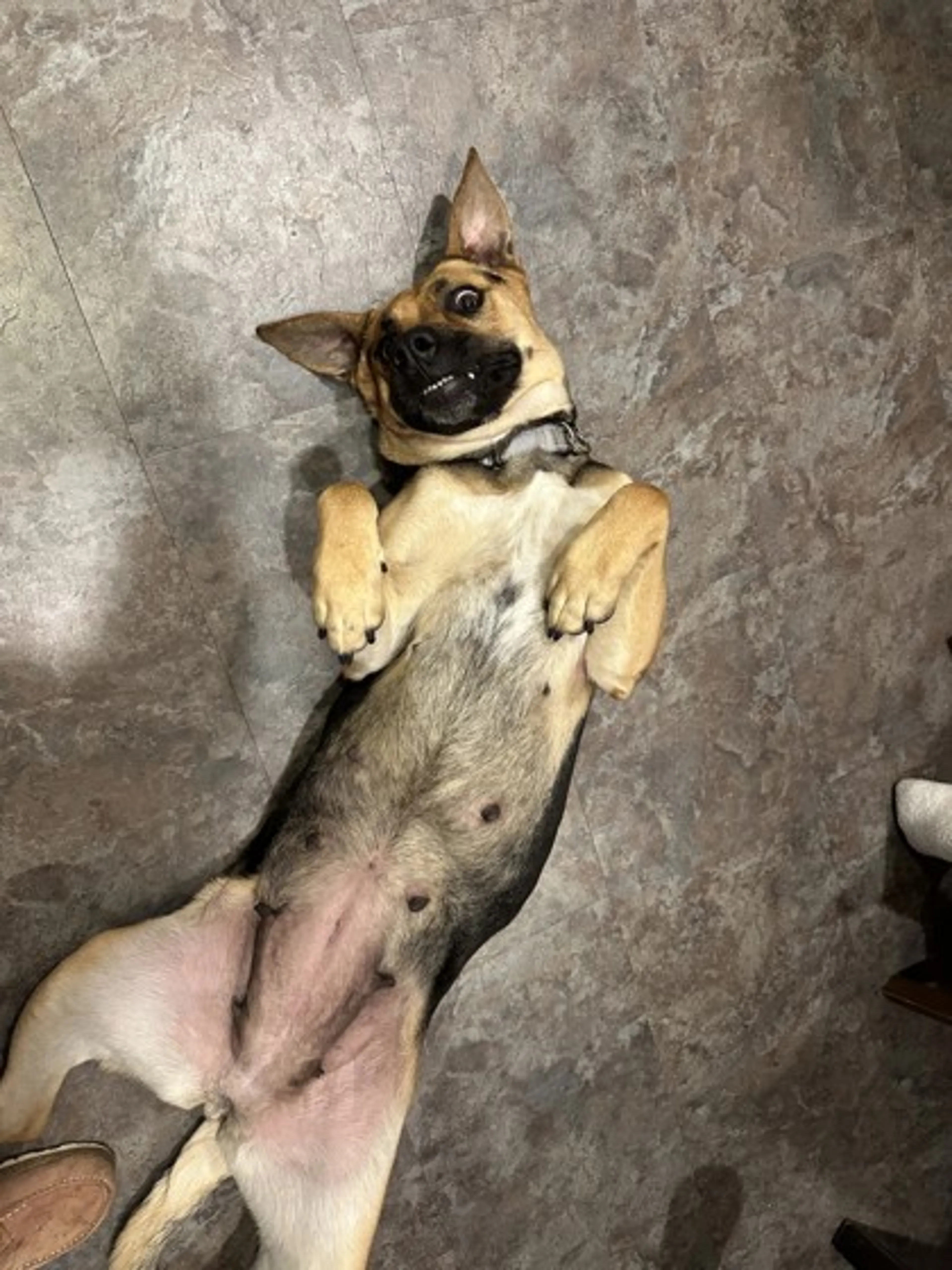 Found pet-1