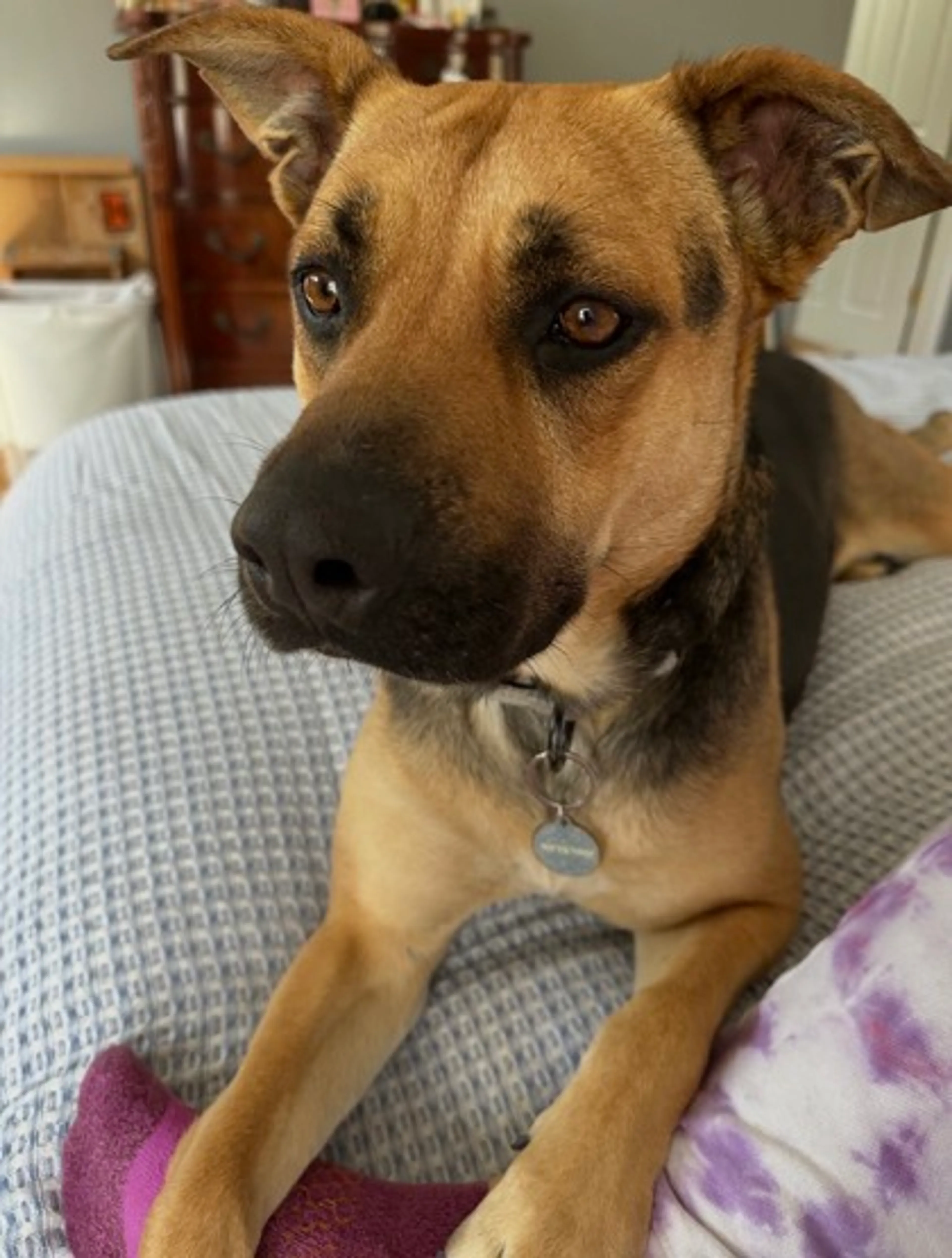 Found pet-0