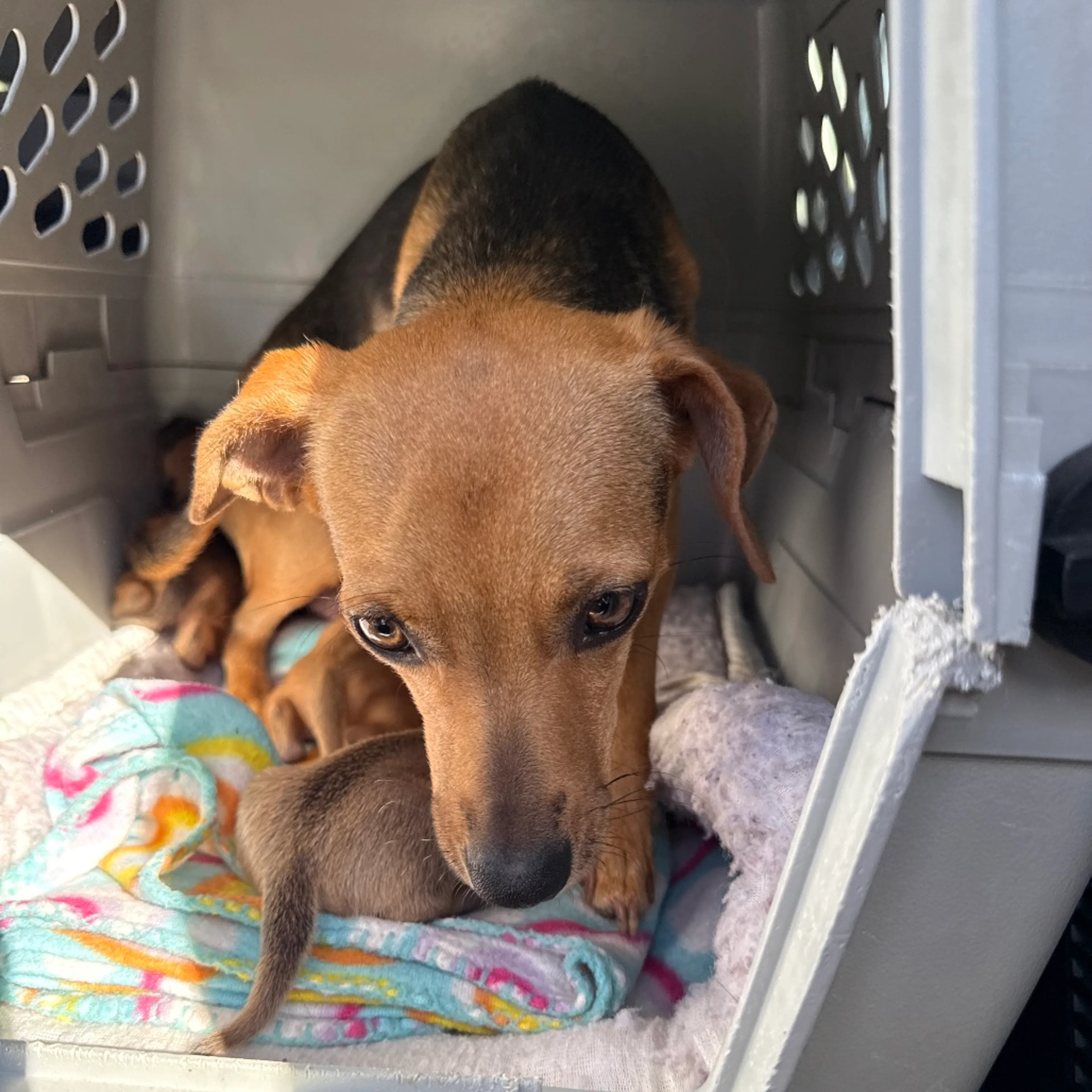 Found pet