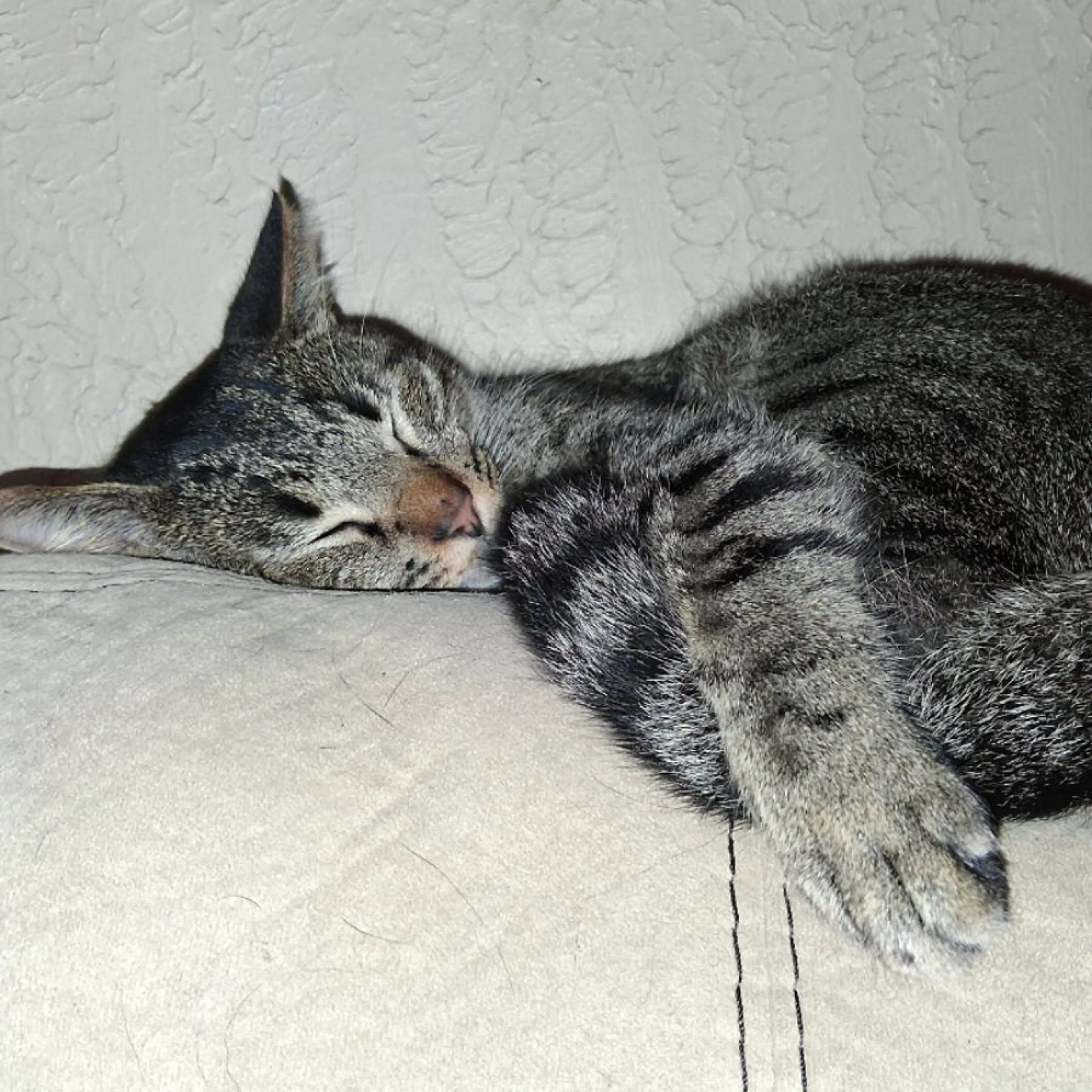 Lost pet