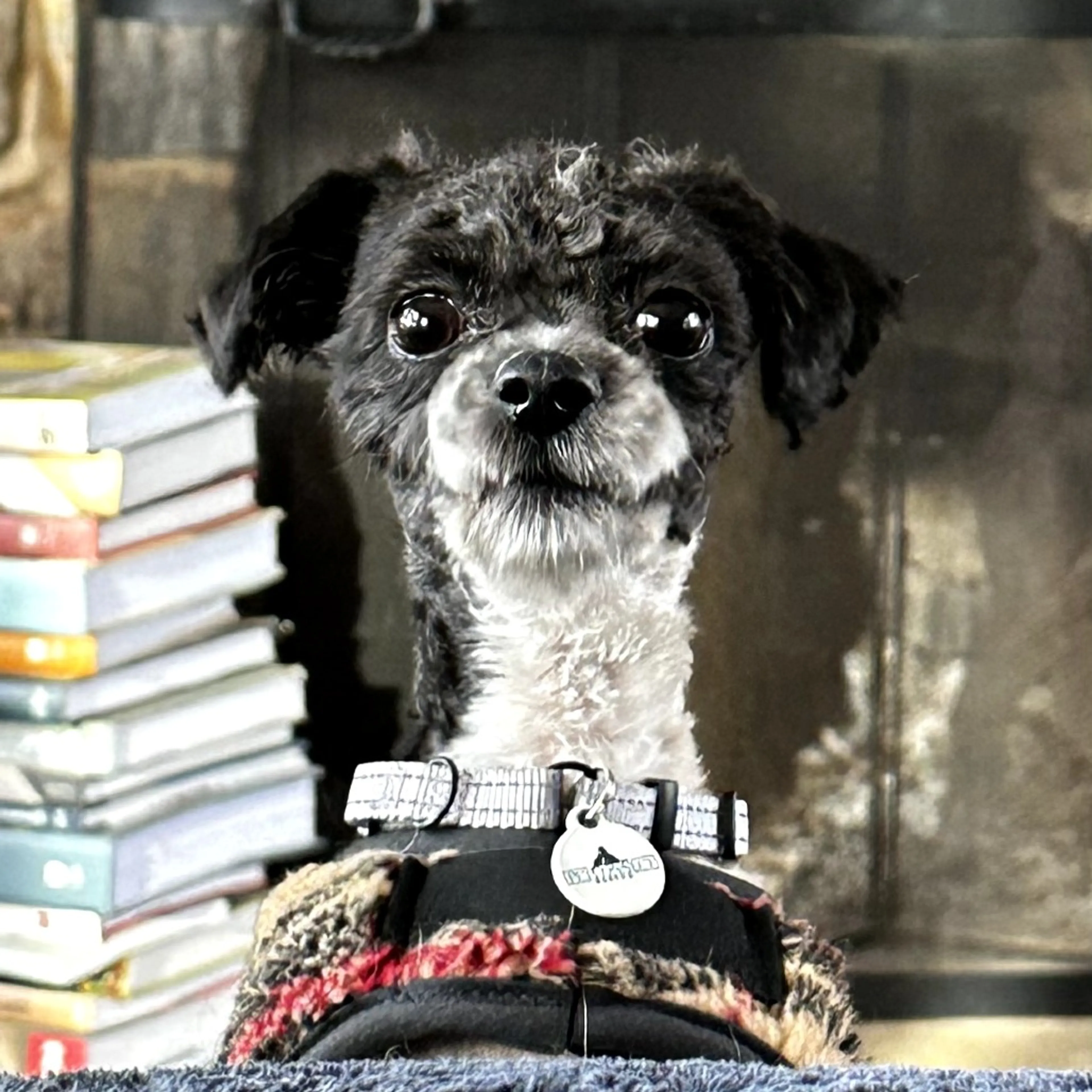 Found pet-5