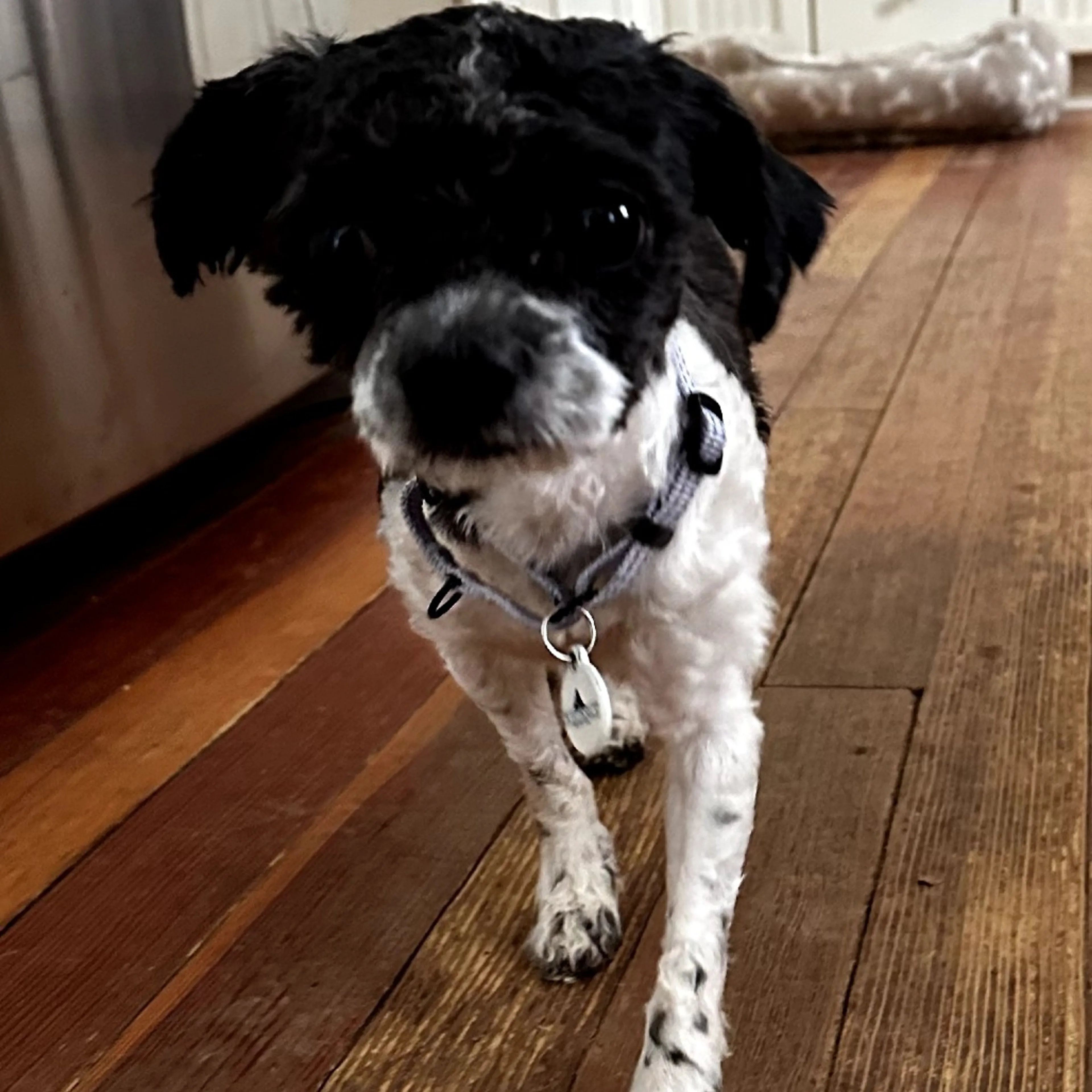 Found pet-4