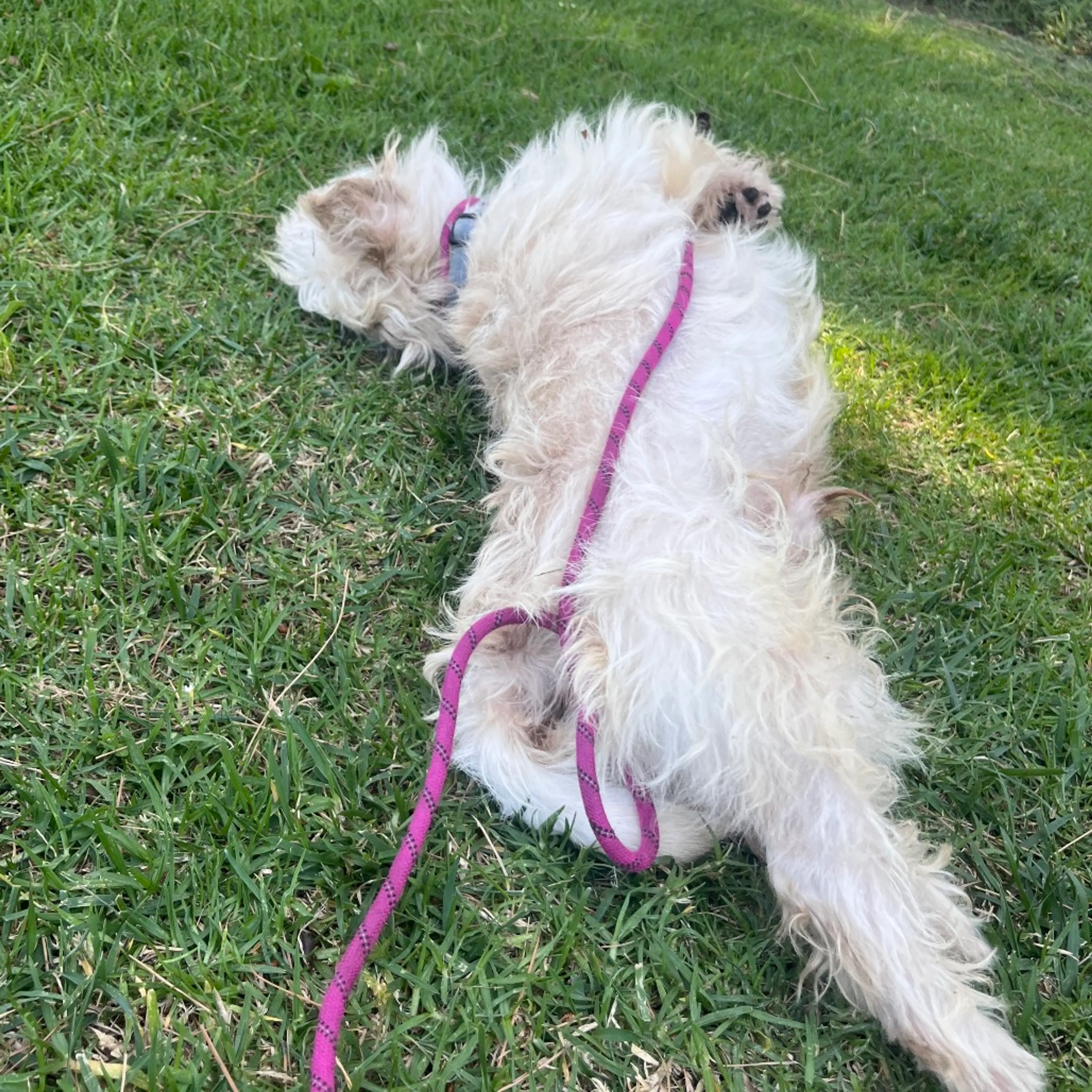Found pet-23
