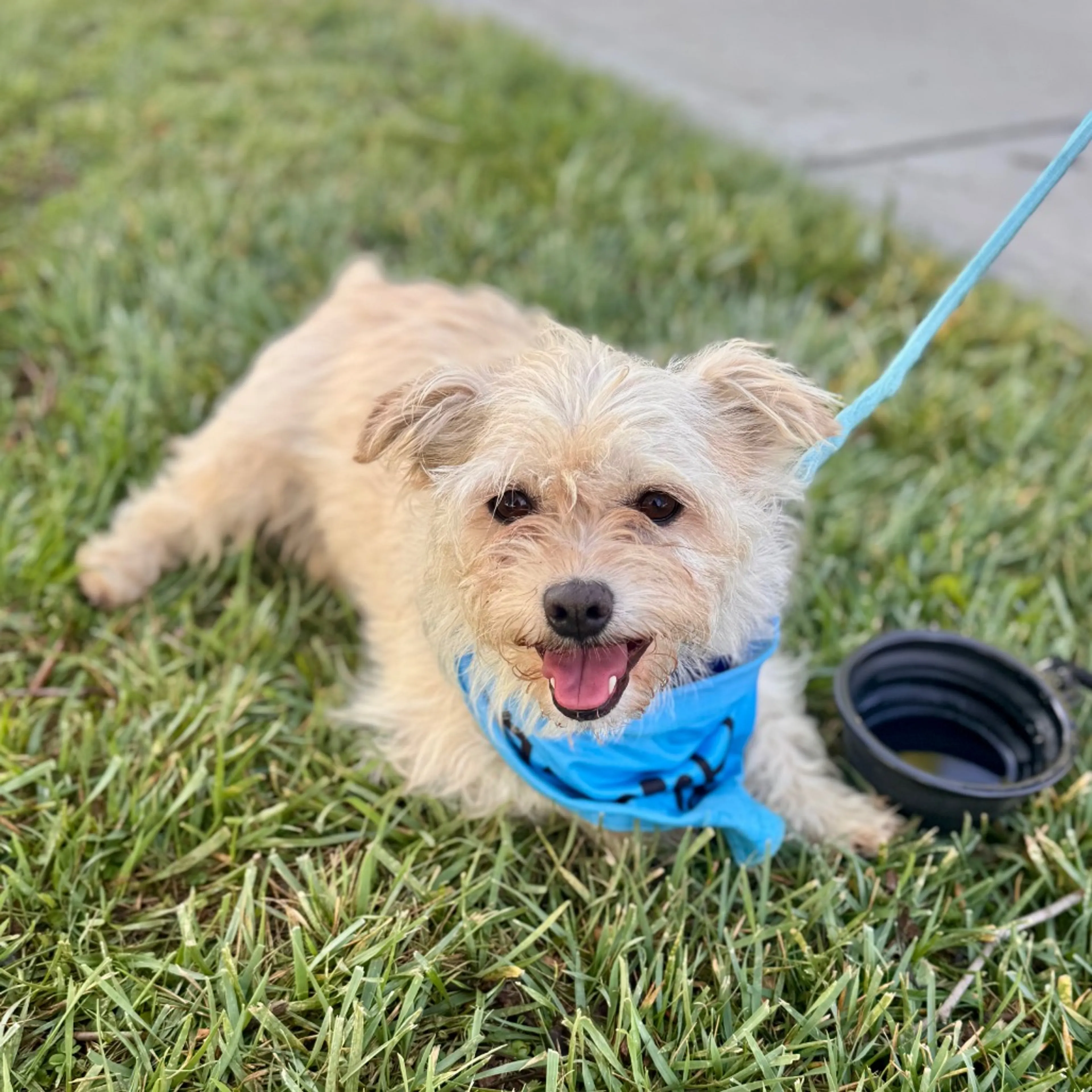 Found pet-17