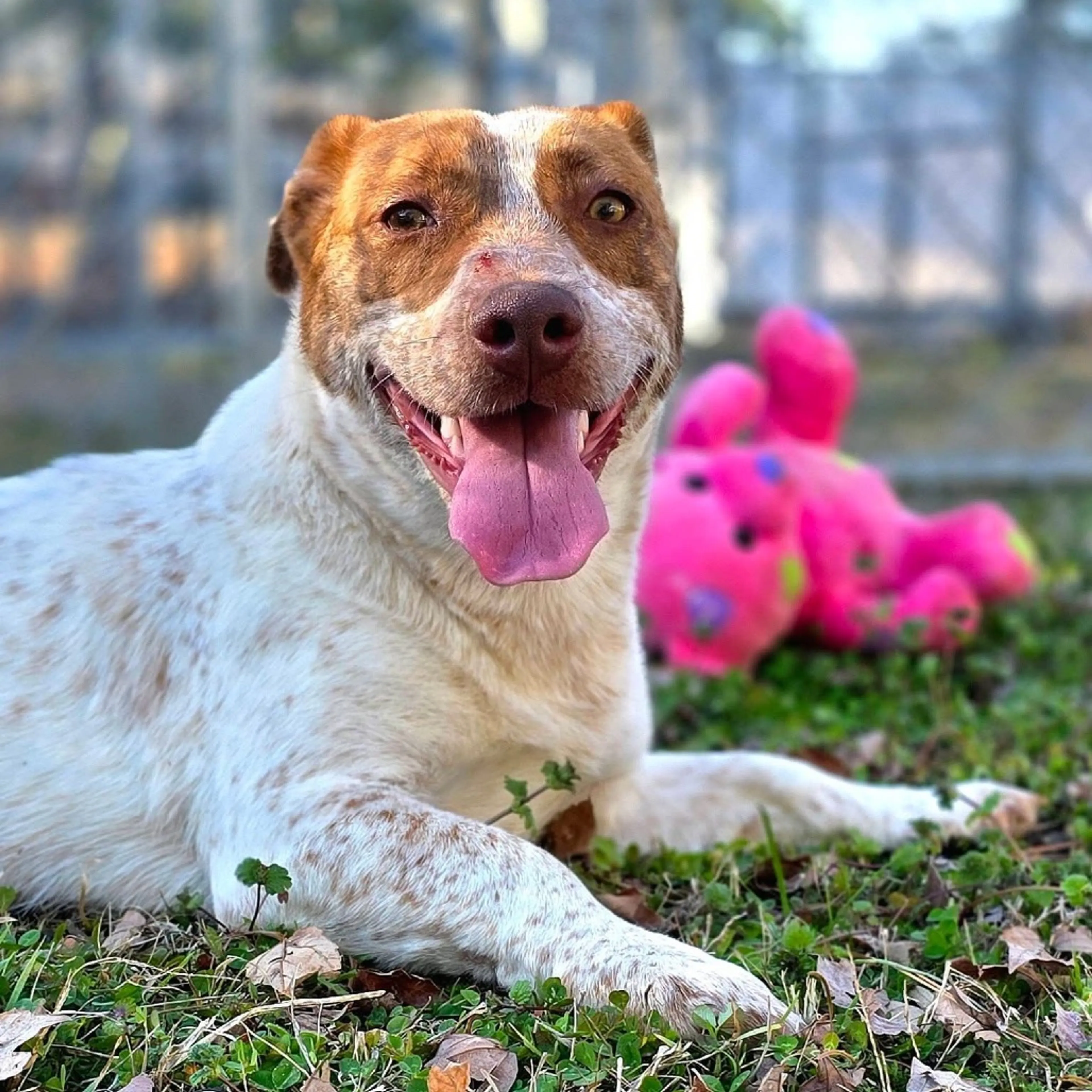 Found pet-13