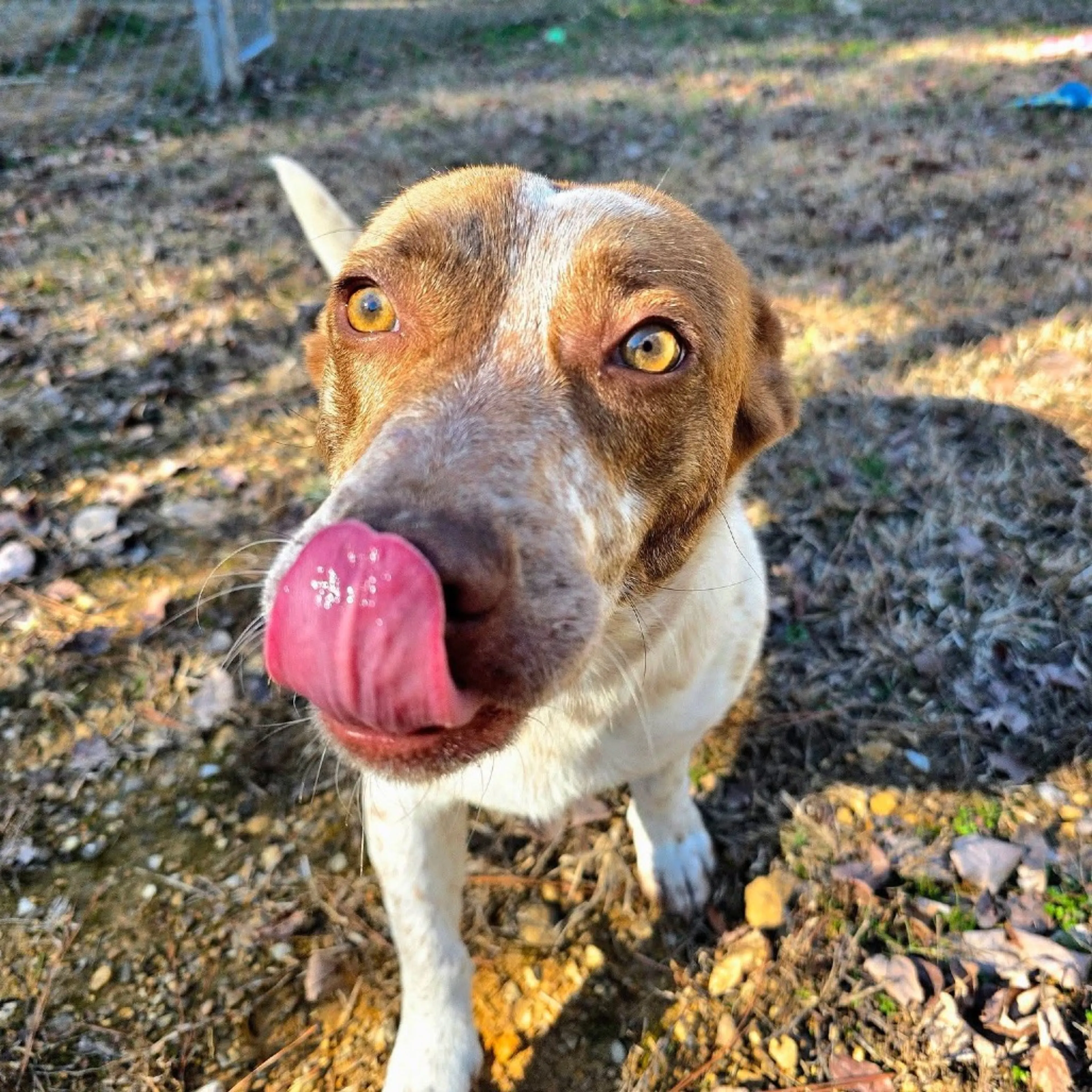 Found pet-9