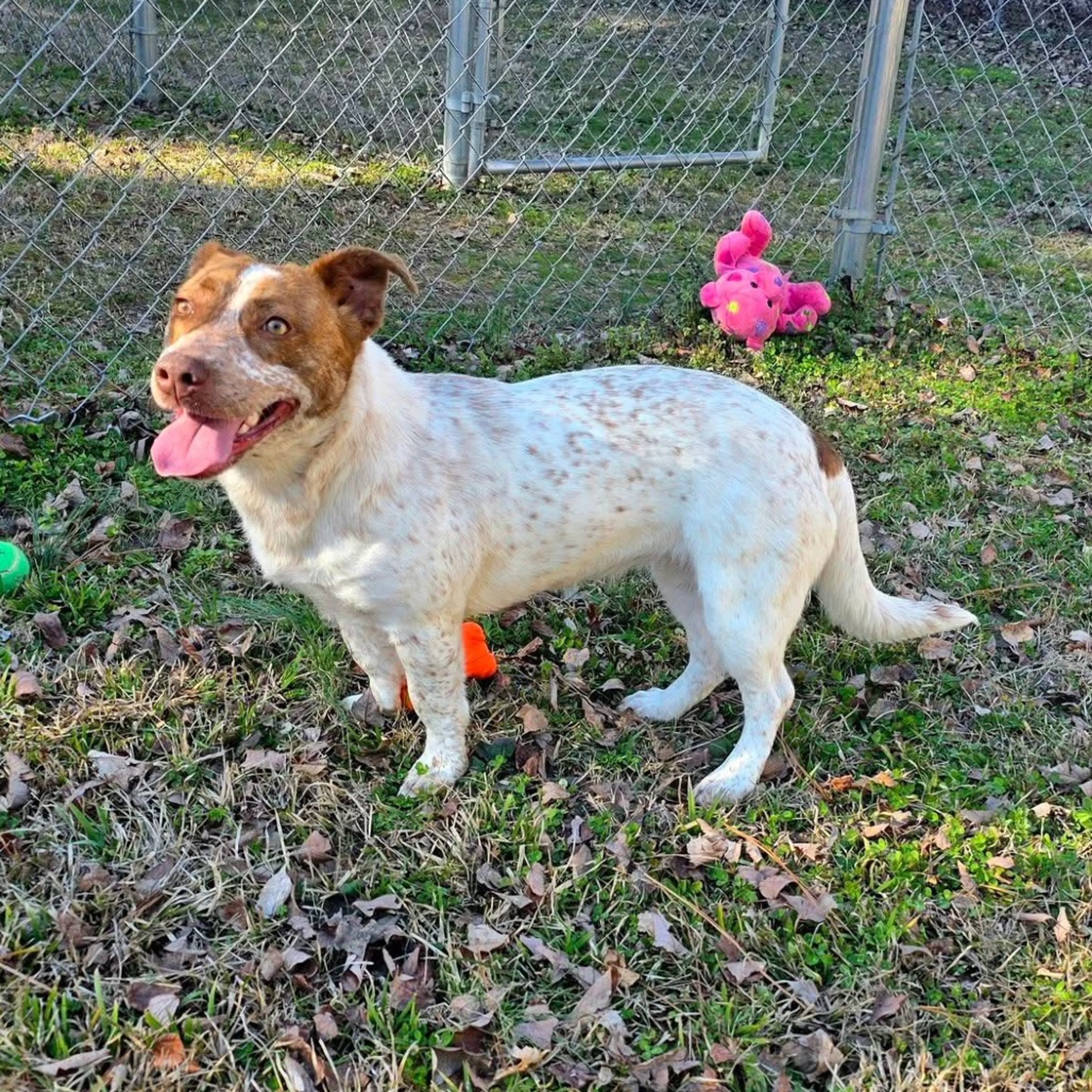 Found pet-11