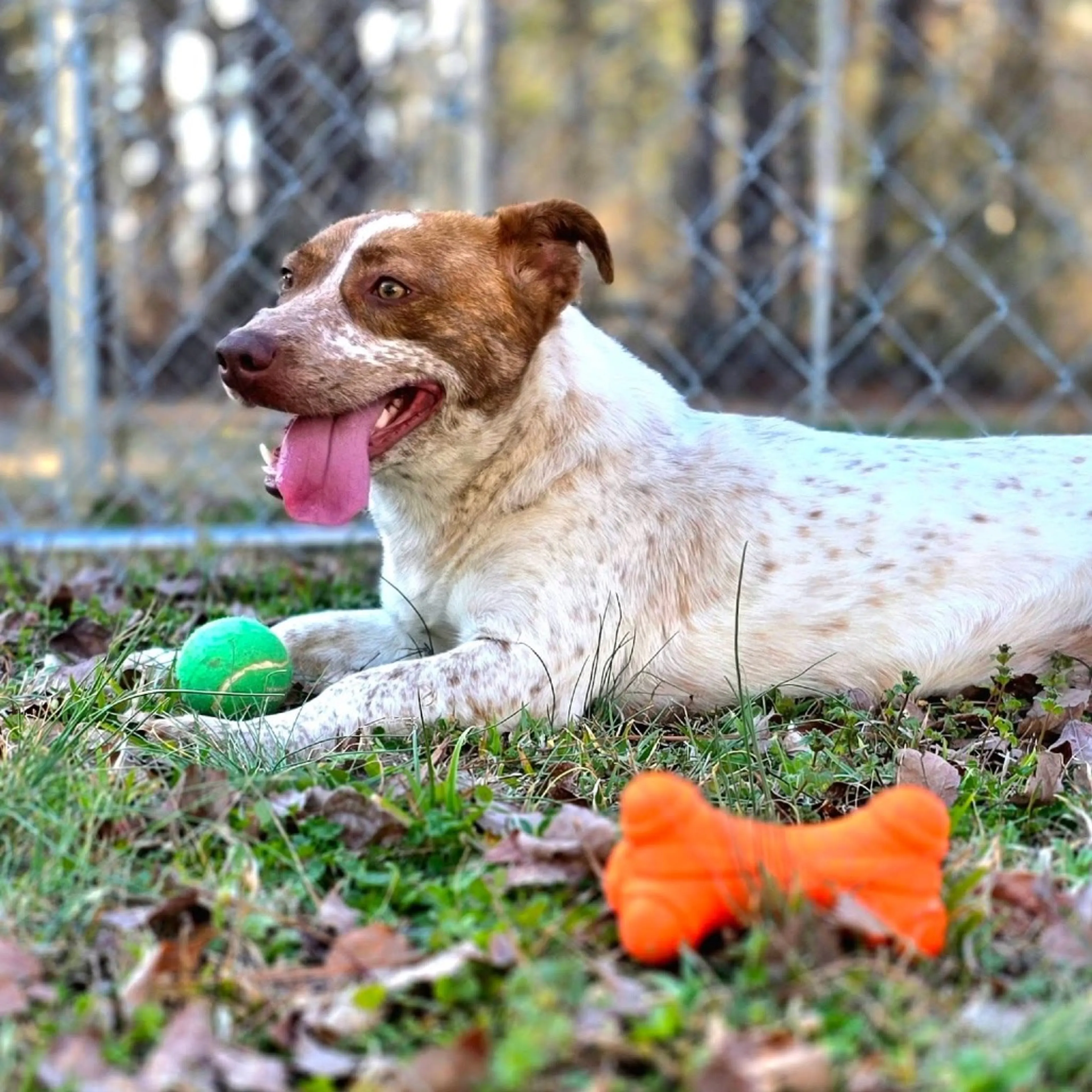 Found pet-14