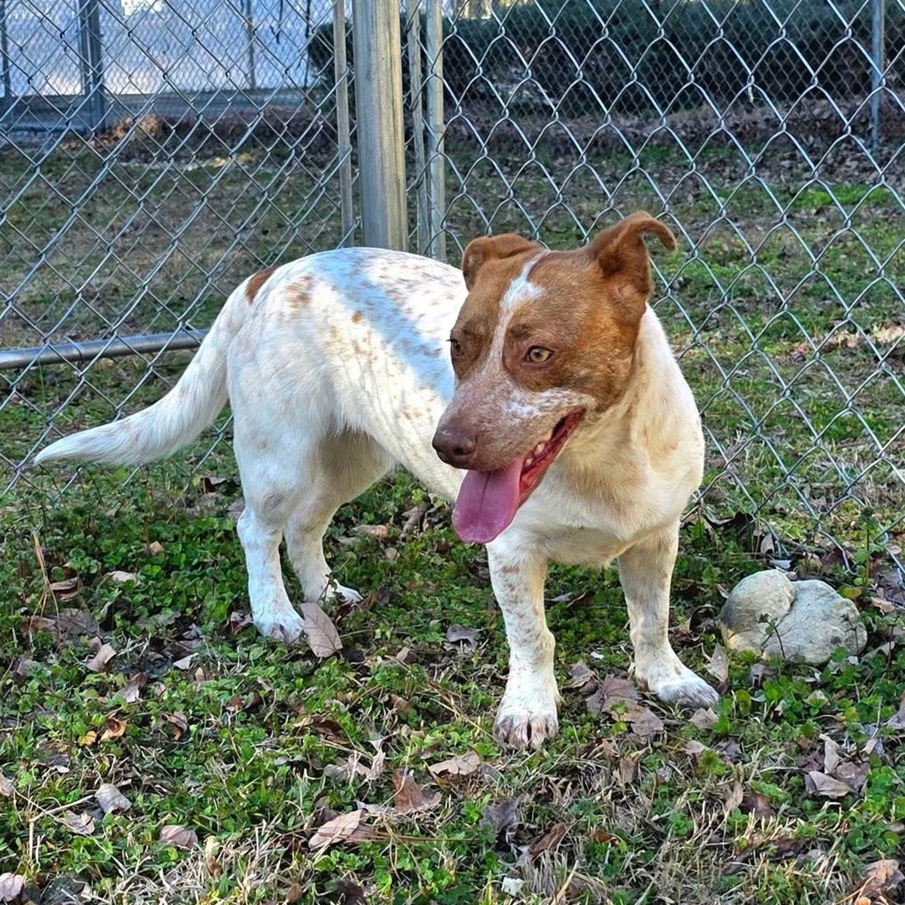 Found pet-3