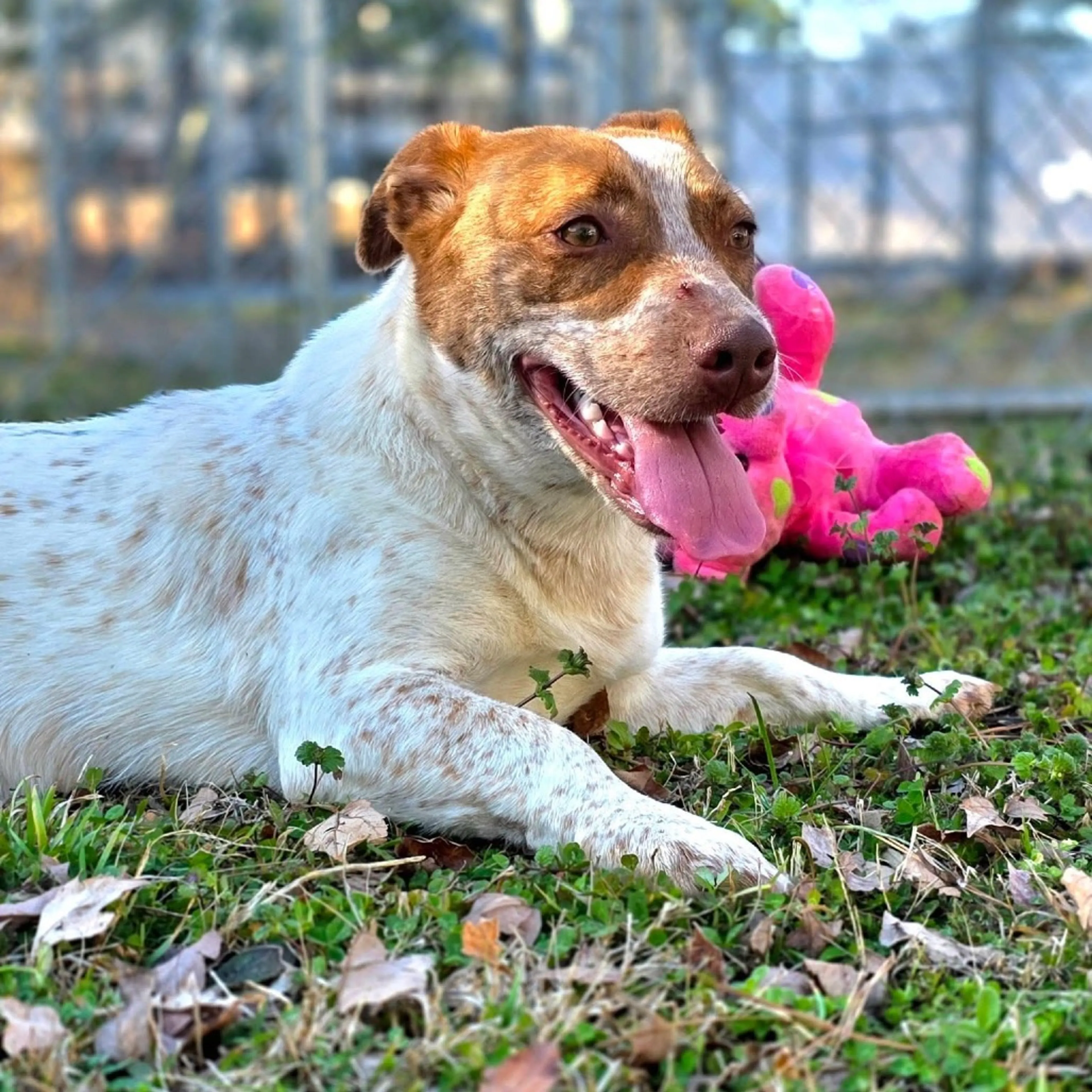 Found pet-12
