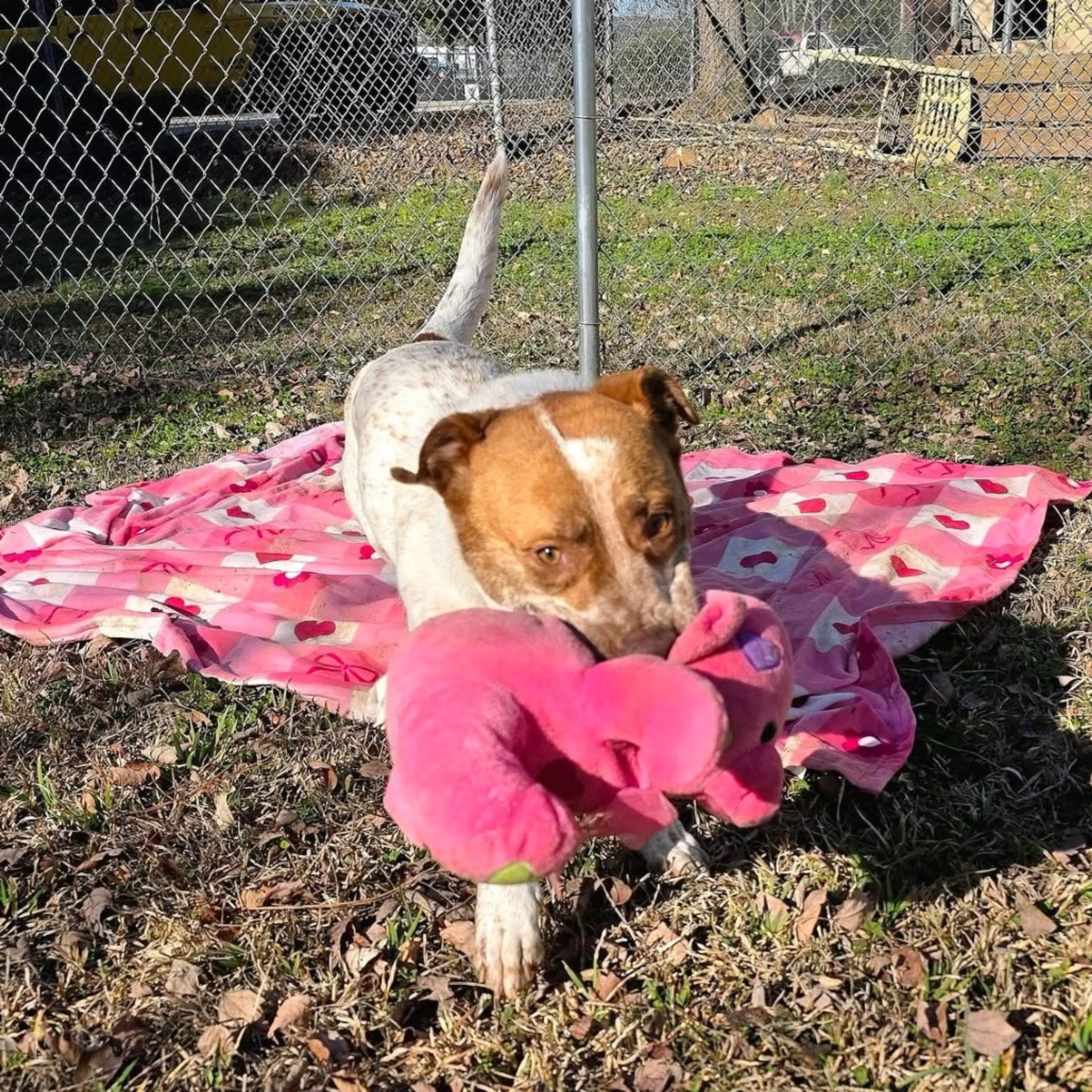 Found pet-4