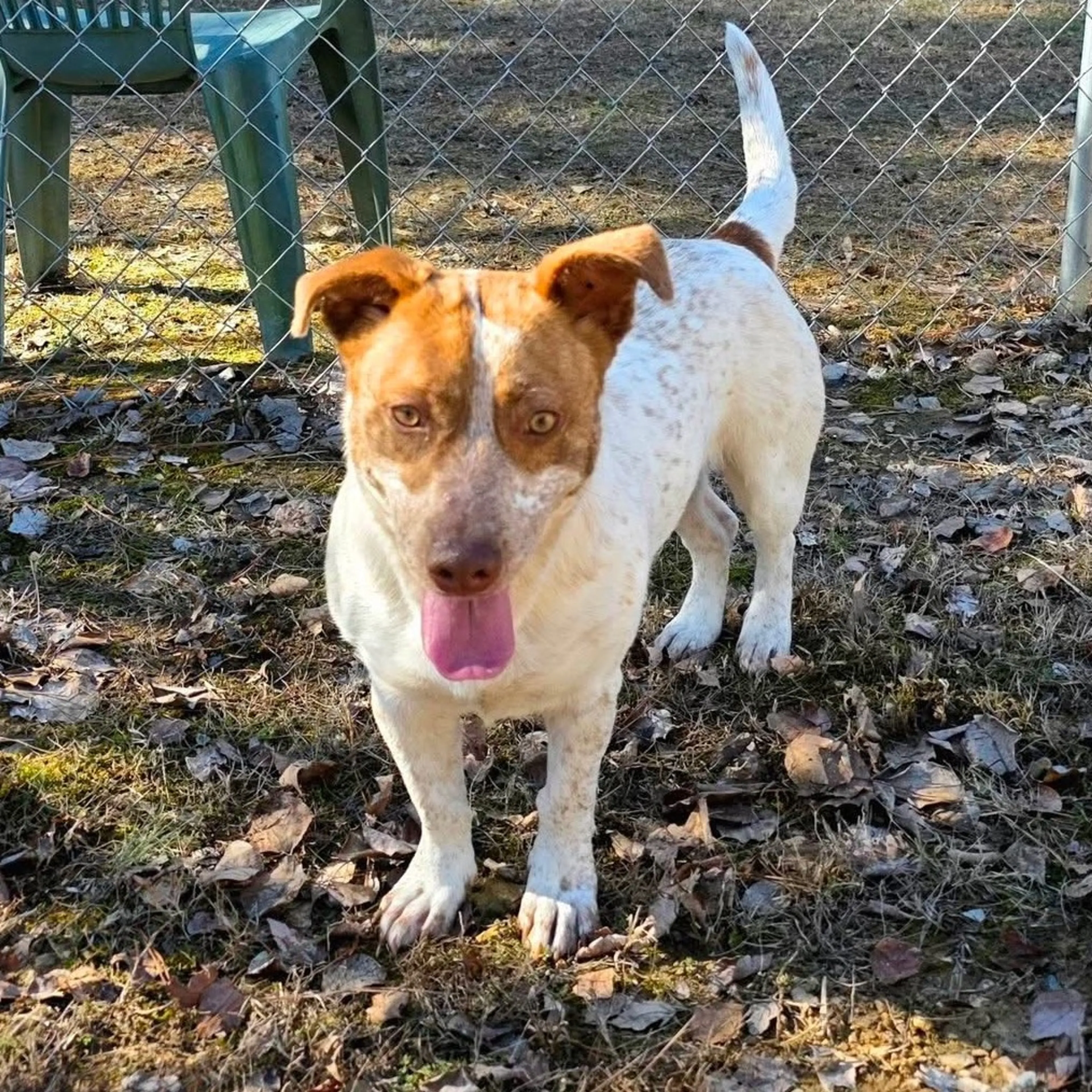 Found pet-6