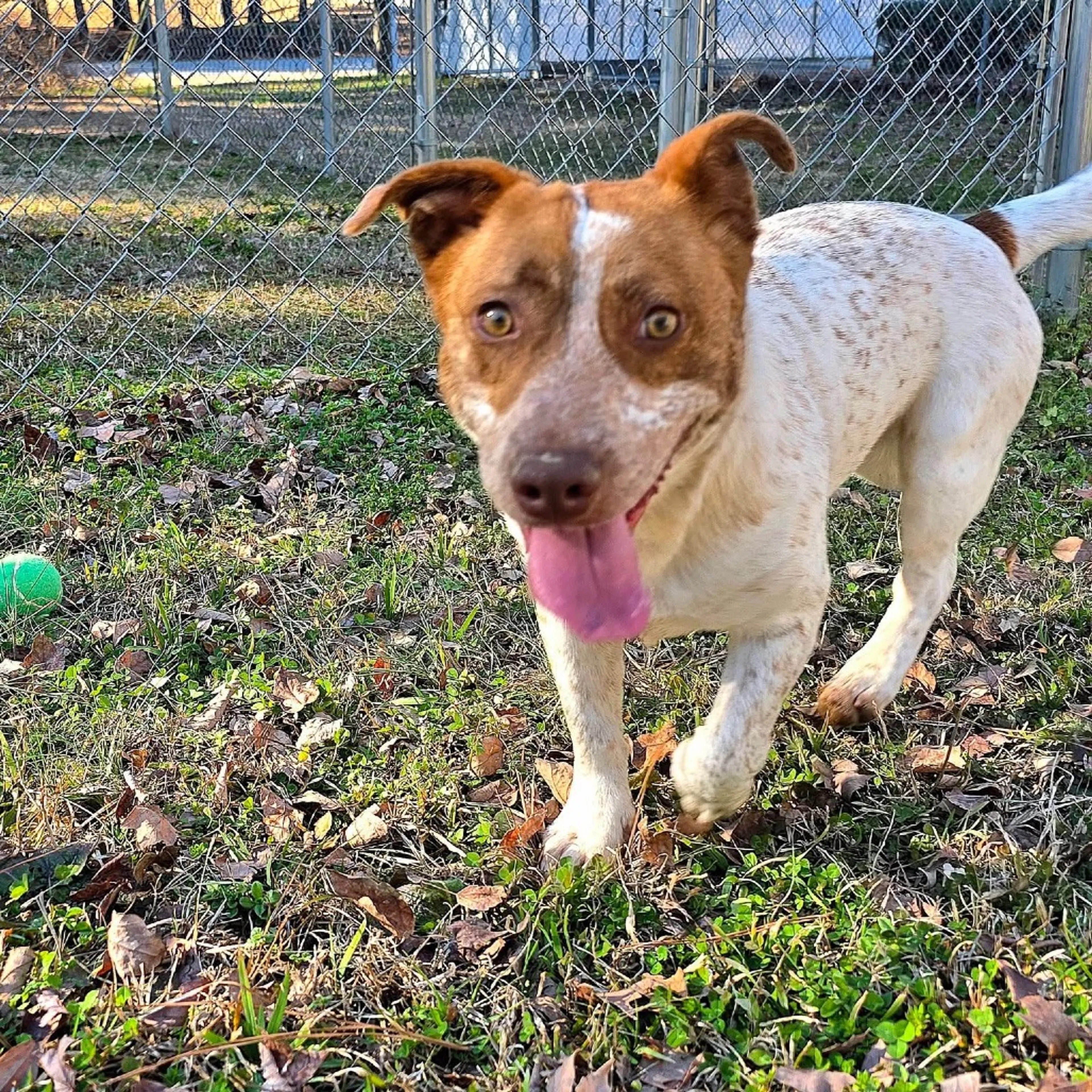 Found pet-2