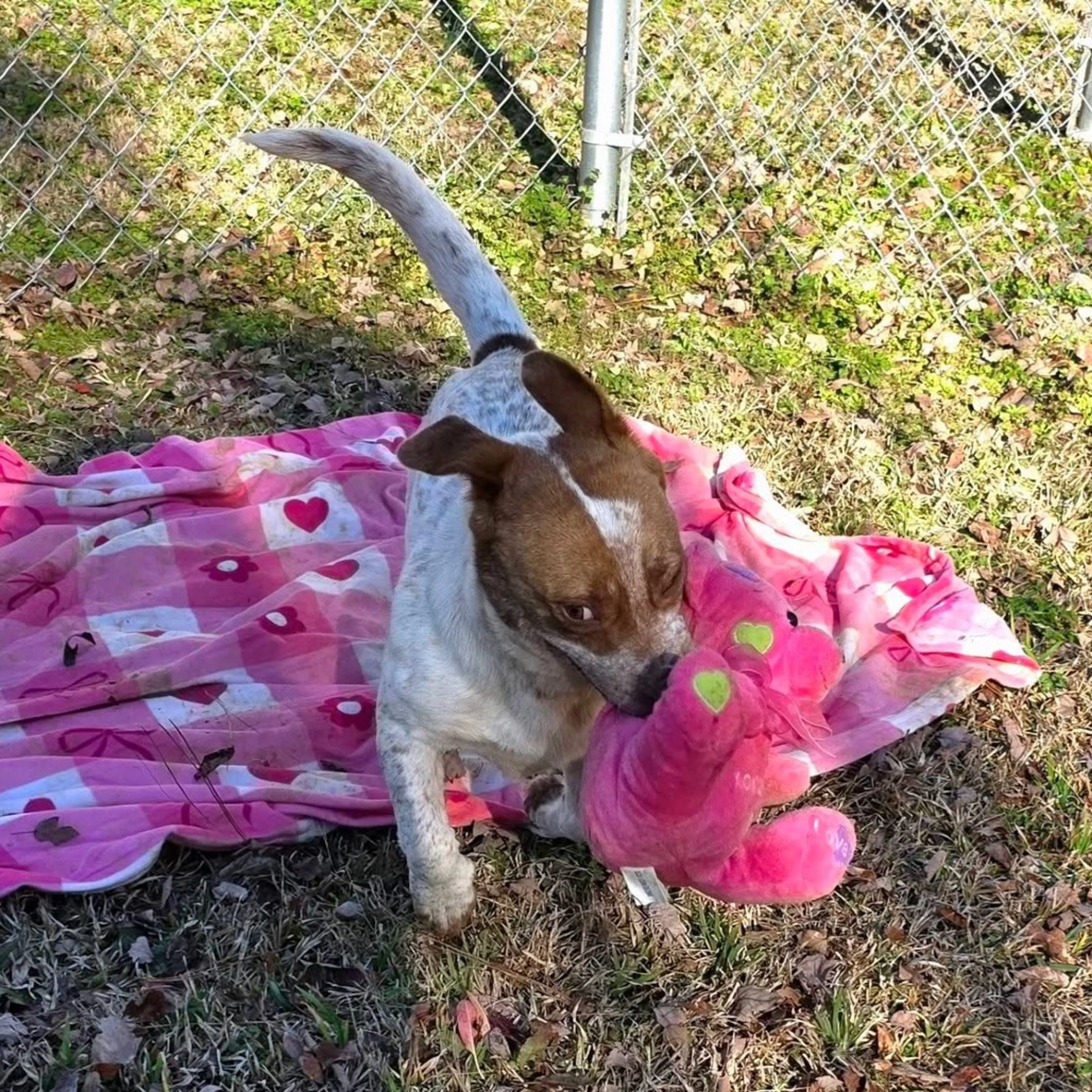 Found pet-8