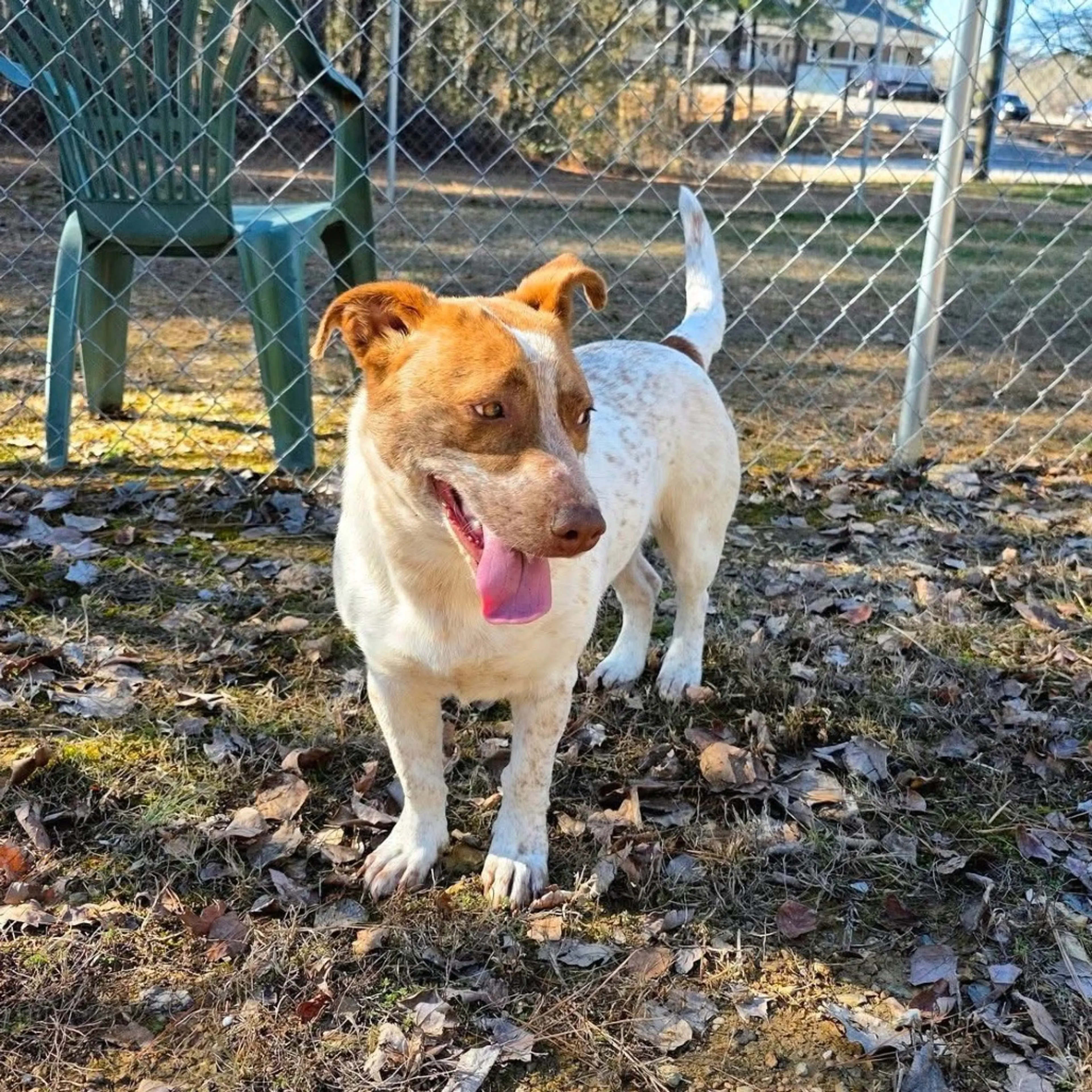 Found pet-7