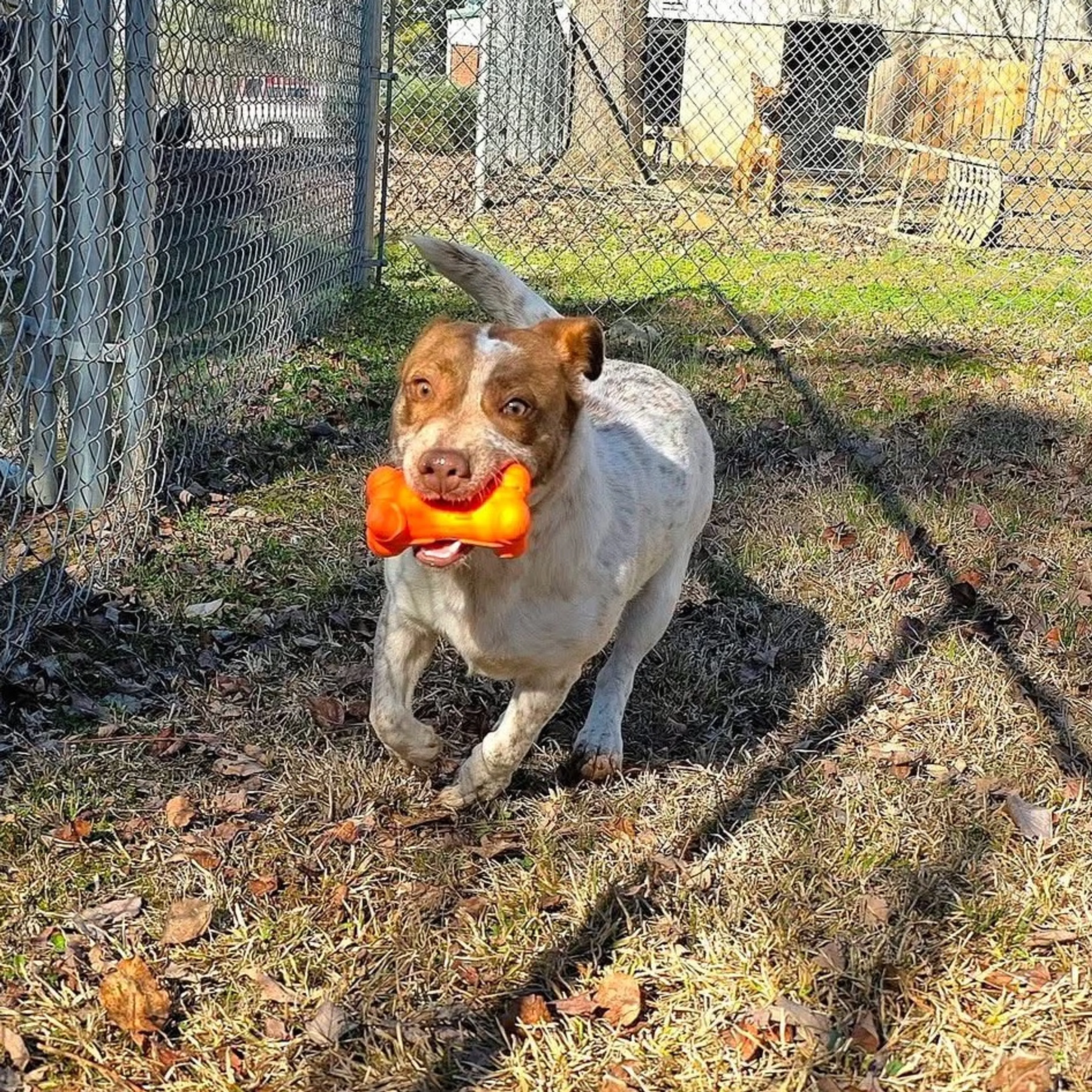 Found pet-5